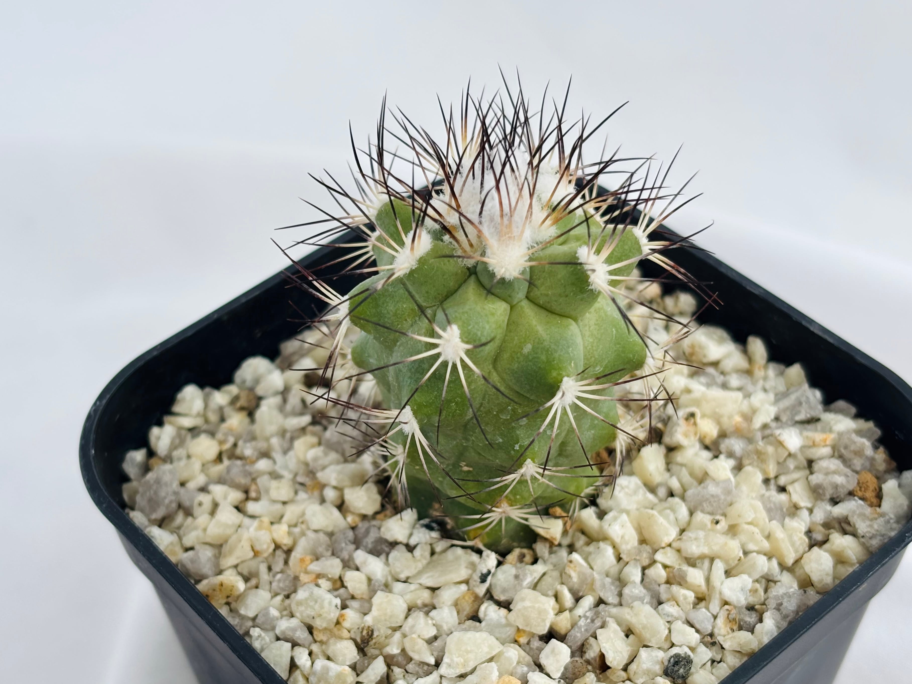 Gymnocactus gielsdorfianus ギムノカクタス 黒槍丸 サボテン | plants