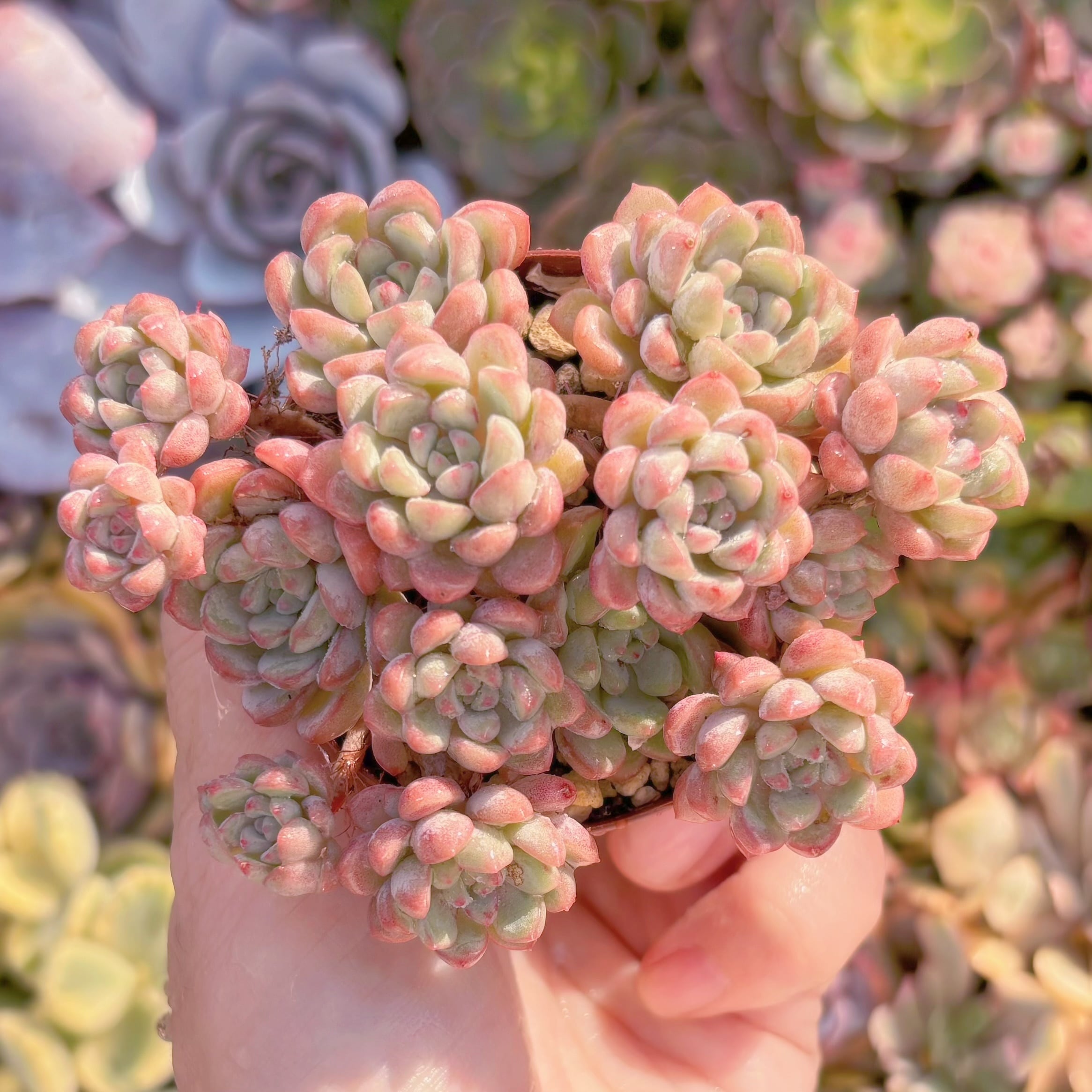 現品　萌豆#262　群生　るる農園