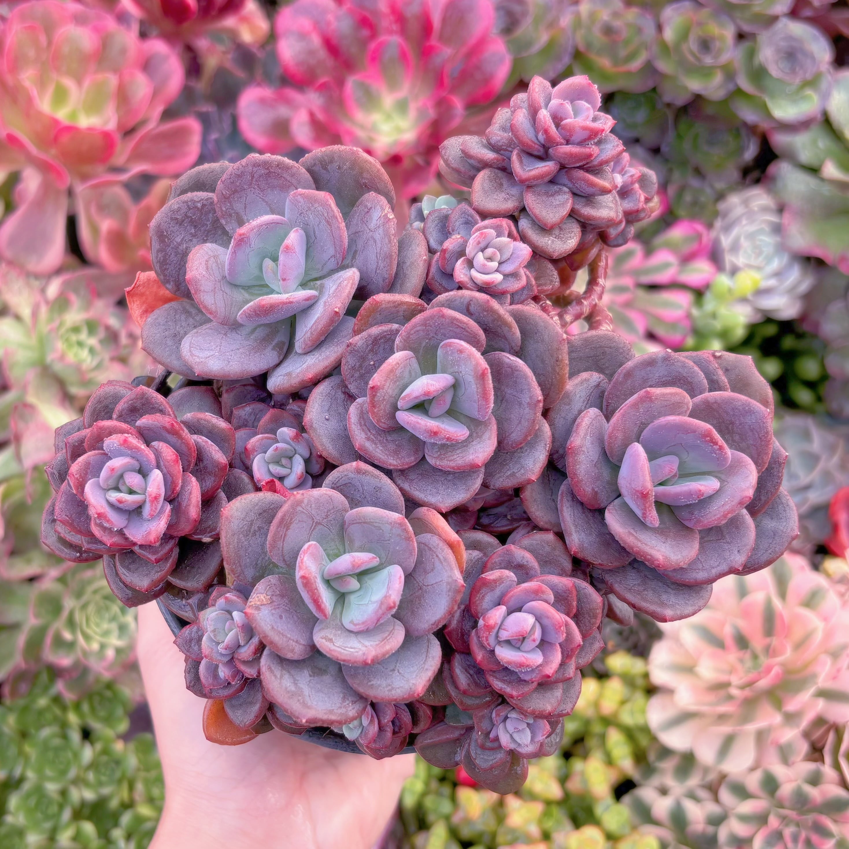 現品　トリュフ(松露)#300　大群生　希少　在庫僅少　新入荷　るる農園