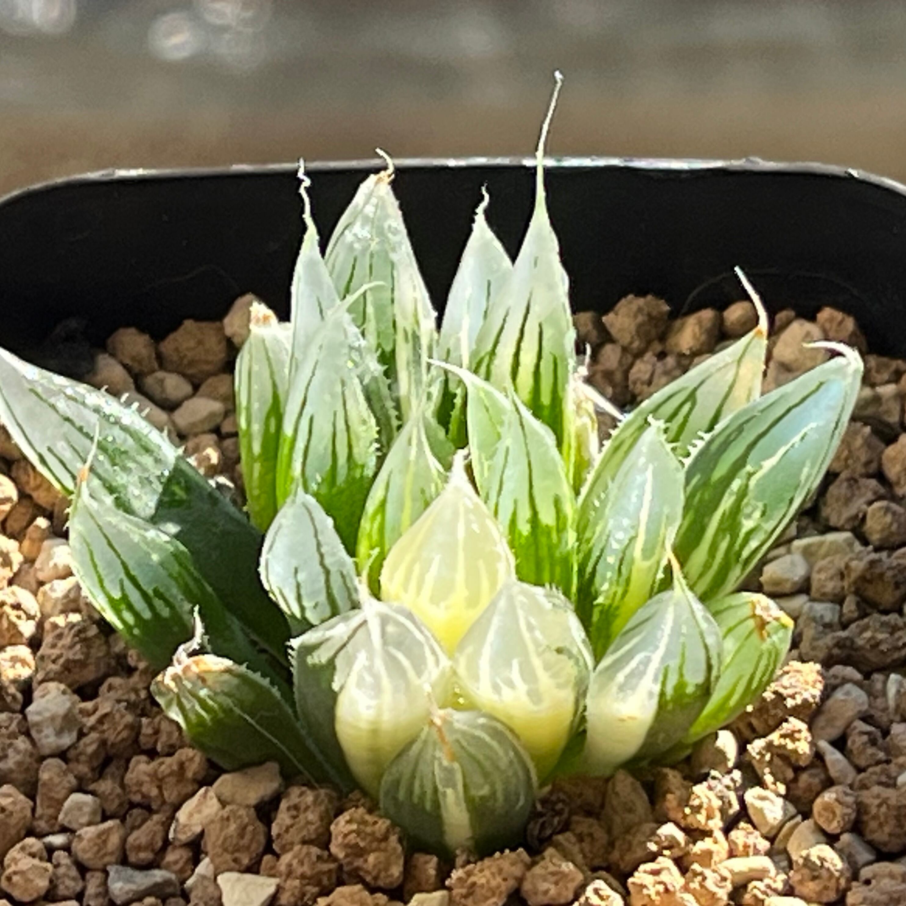 ハオルチア 三仙寿錦 ≧∇≦）多肉植物 ハオルチア 三仙寿錦