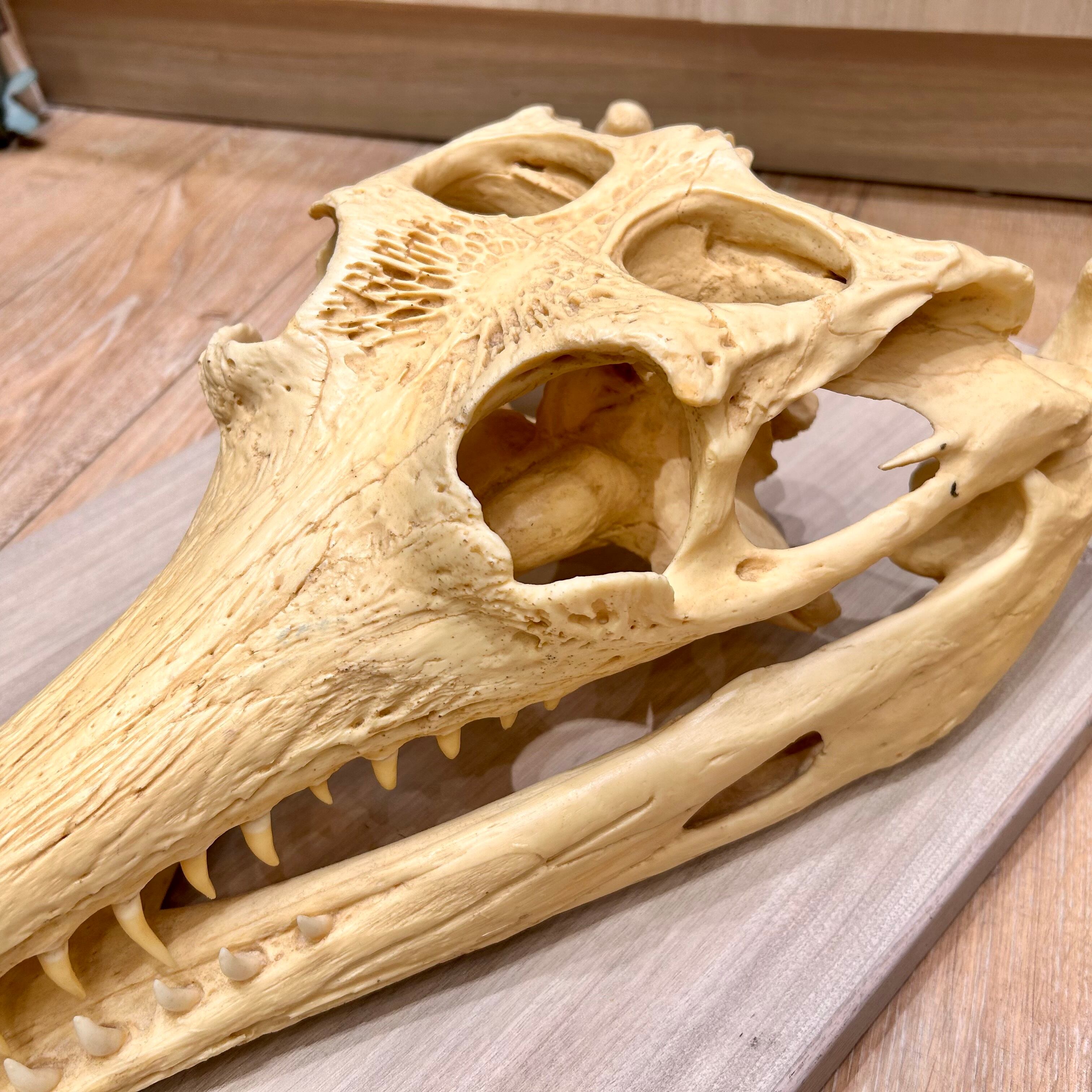 骨格 頭骨 ワニ スカル クロコダイル 美麗 【公式通販】