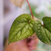 アンスリウム シリ / Anthurium Siri(A.radicans×A.dressieri)②