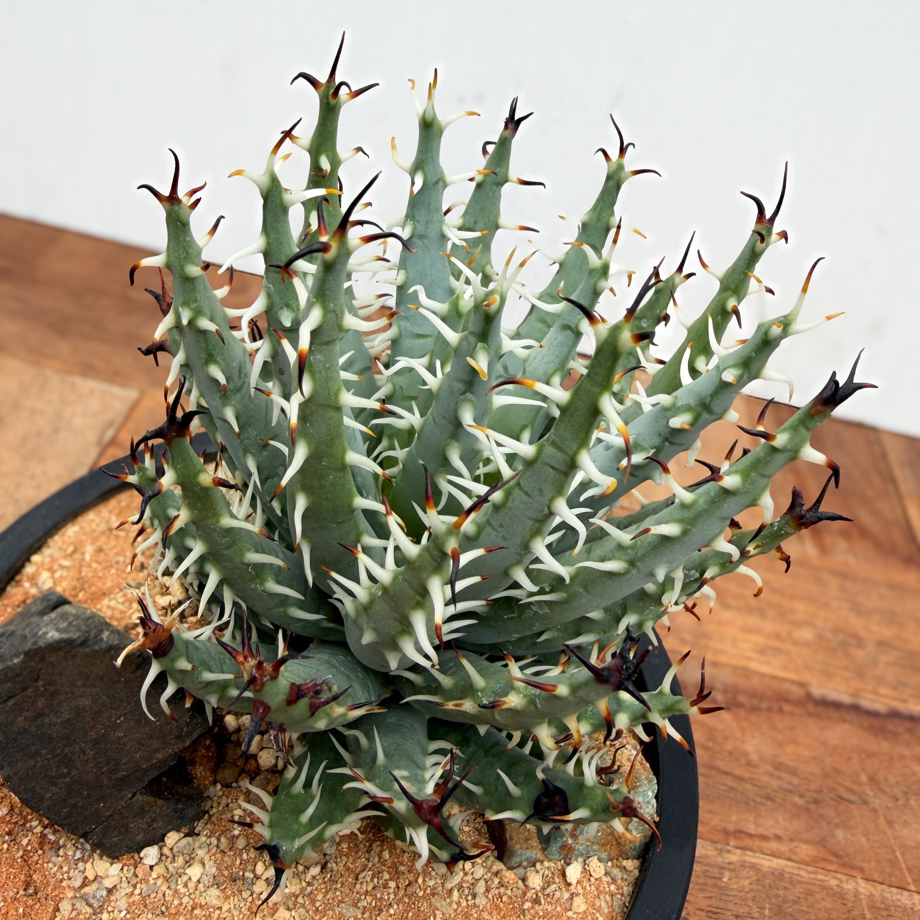 Aloe erinacea【アロエ・エリナケア】 | RIMO'S GREEN 【Saboten