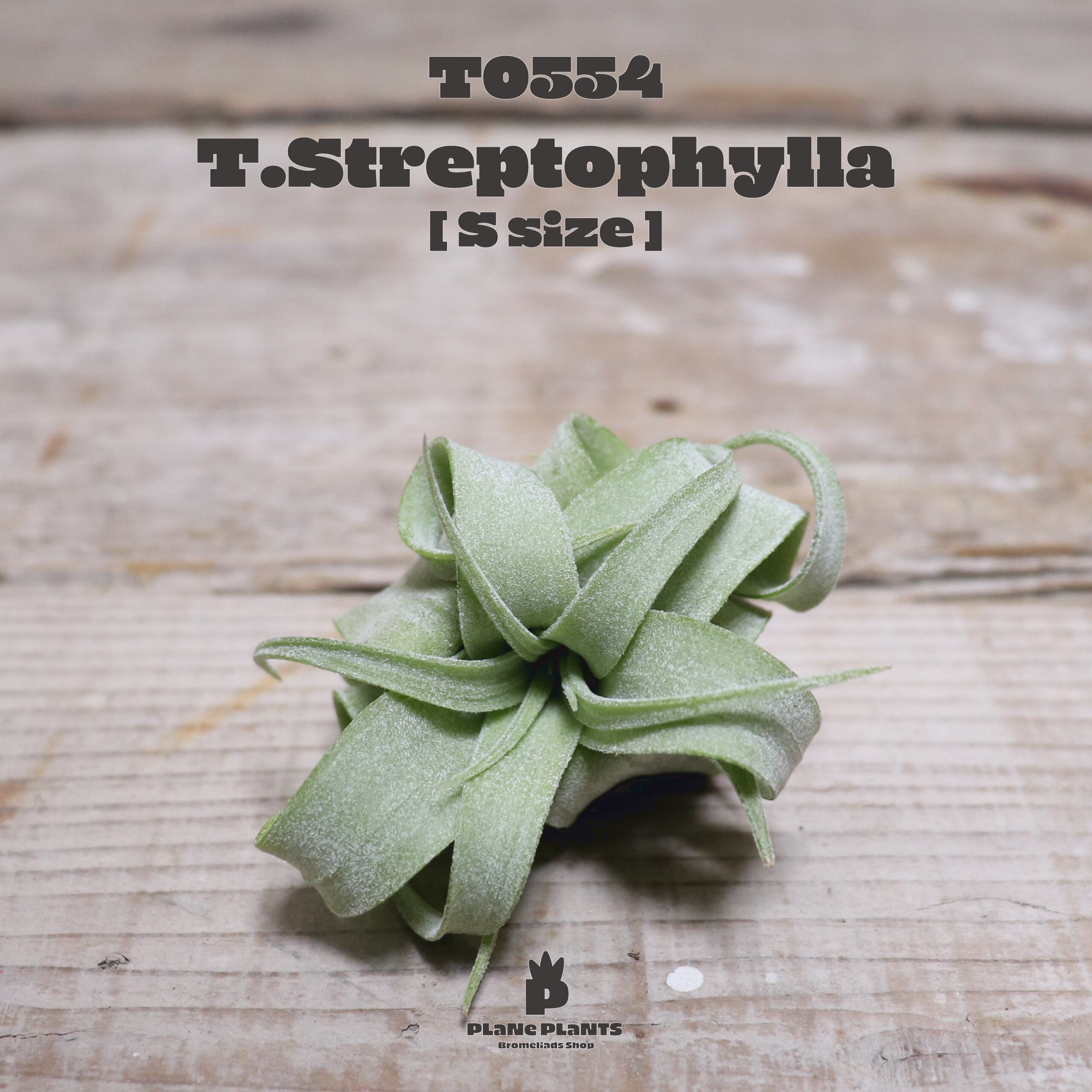 【送料無料】ストレプトフィラS〔エアプランツ〕現品発送T0554