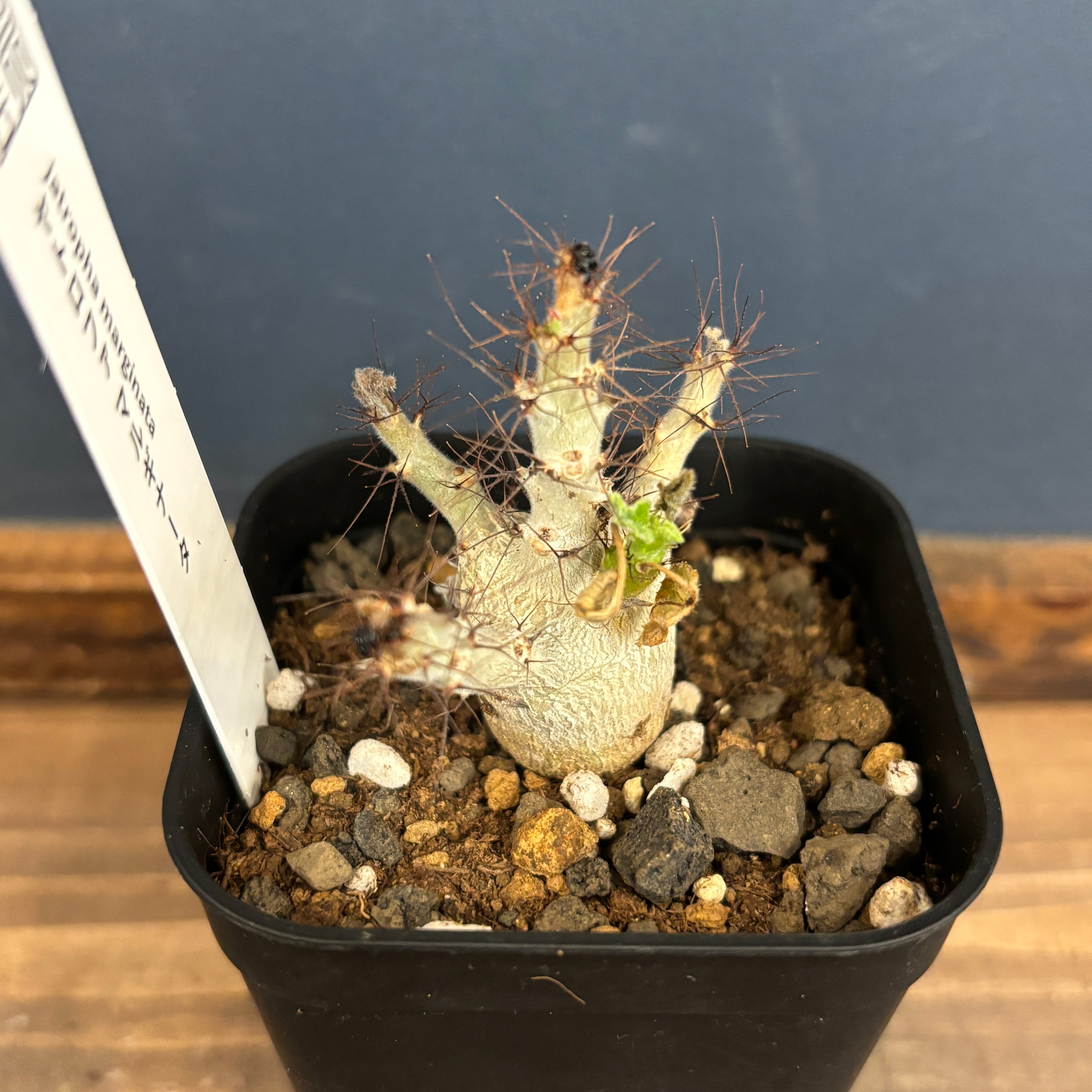 ヤトロファ マルギナータ【73】 | PROTOLEAF プロトリーフ