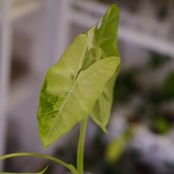 アロカシア グリーンベルベット / Alocasia Green Velvet⑮ / 観葉植物