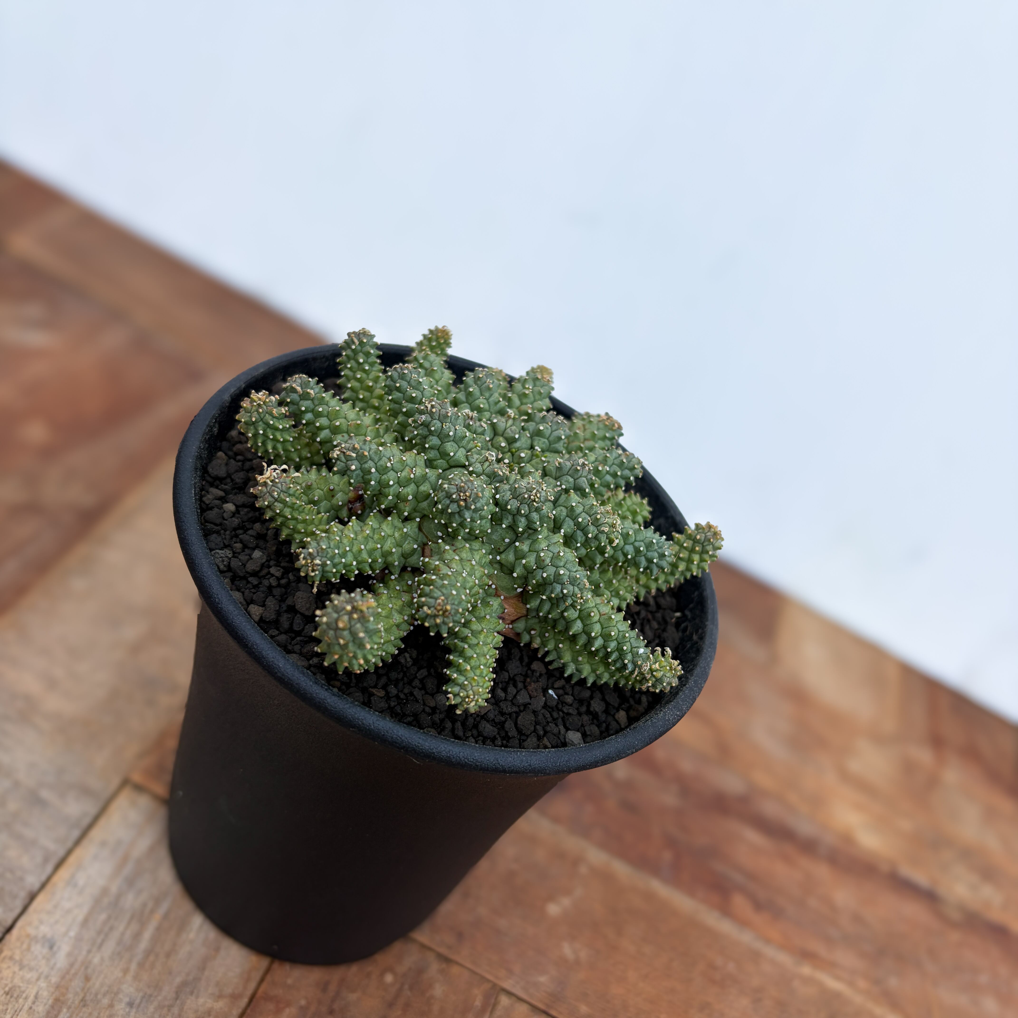 Euphorbia atroviridis【ユーフォルビア・アトロビリディス】 | RIMO'S