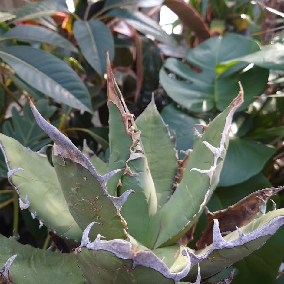 アガベ チタノタ オアハカ Agave titanota Oaxaca 8