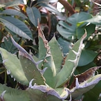 【訳あり商品】アガベ チタノタ オアハカ Agave titanota Oaxaca 8