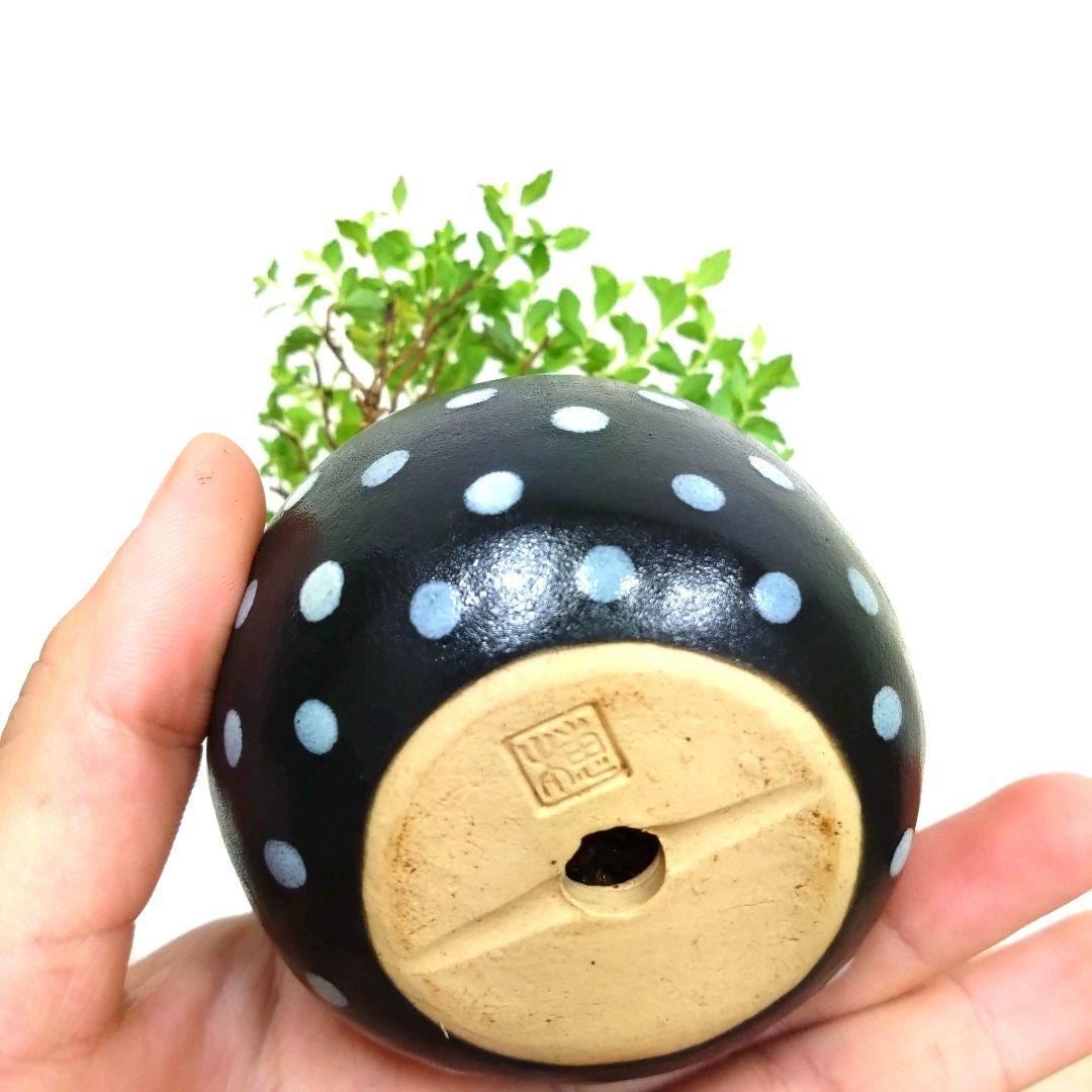 POTOCO 八房下野 シモツケ 観葉植物 陶器鉢 盆栽 豆盆栽 苔玉 ギフト