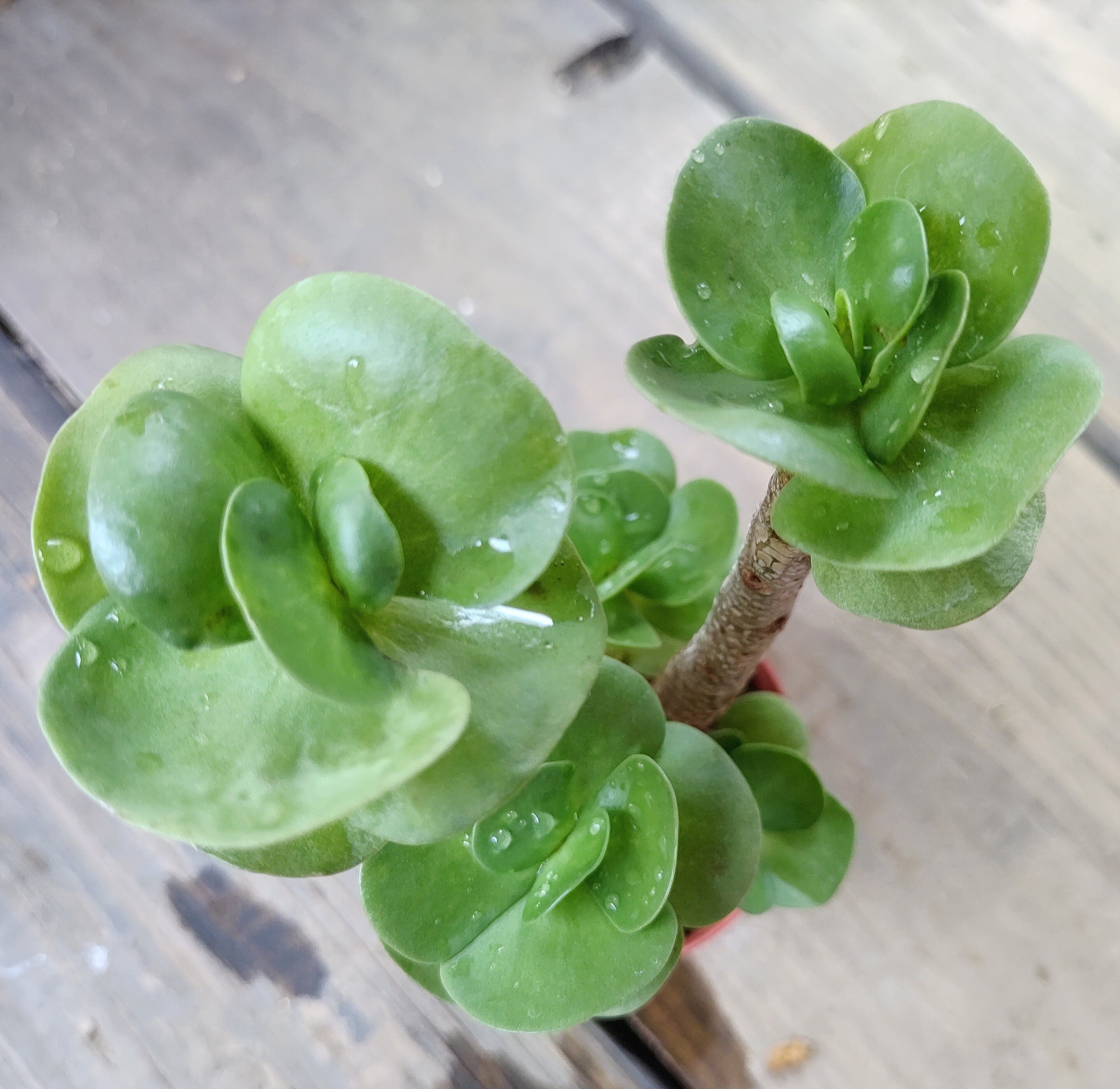 モロキニエンシス | RuPo 多肉植物専門店