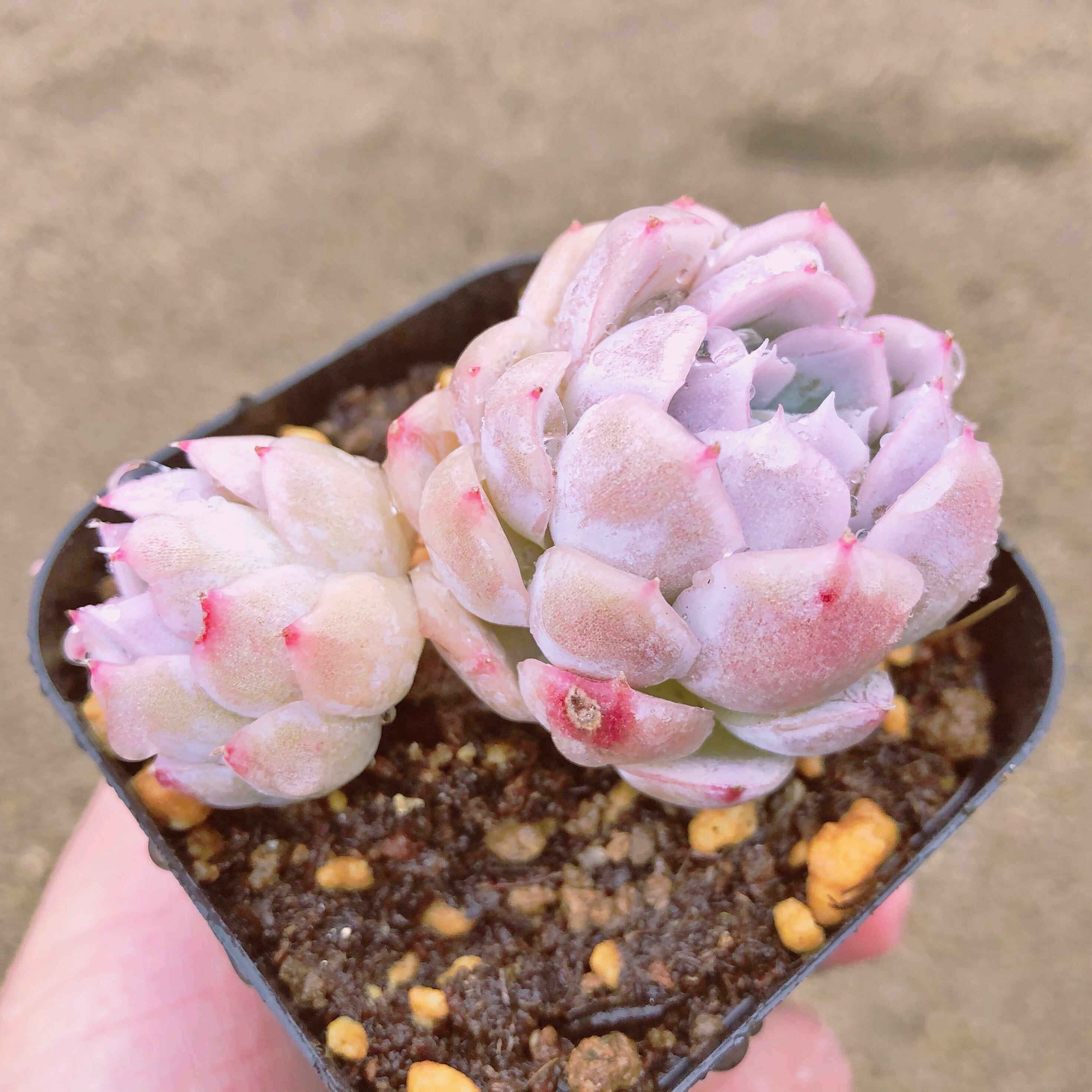 多肉植物 ピンクスノーボール 群生 | るる農園~多肉植物専門