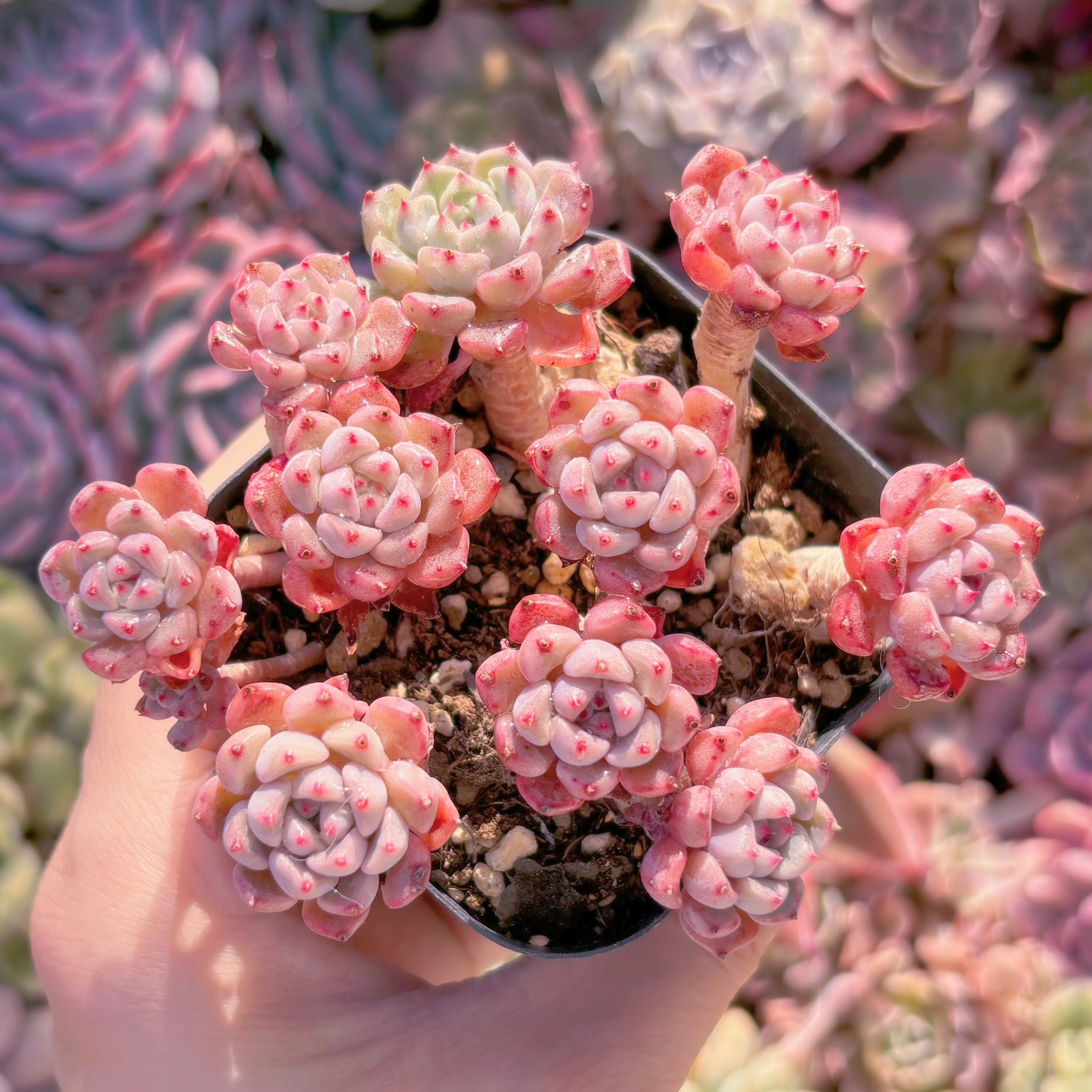 現品　スノーピーチ#256　新入荷　るる農園