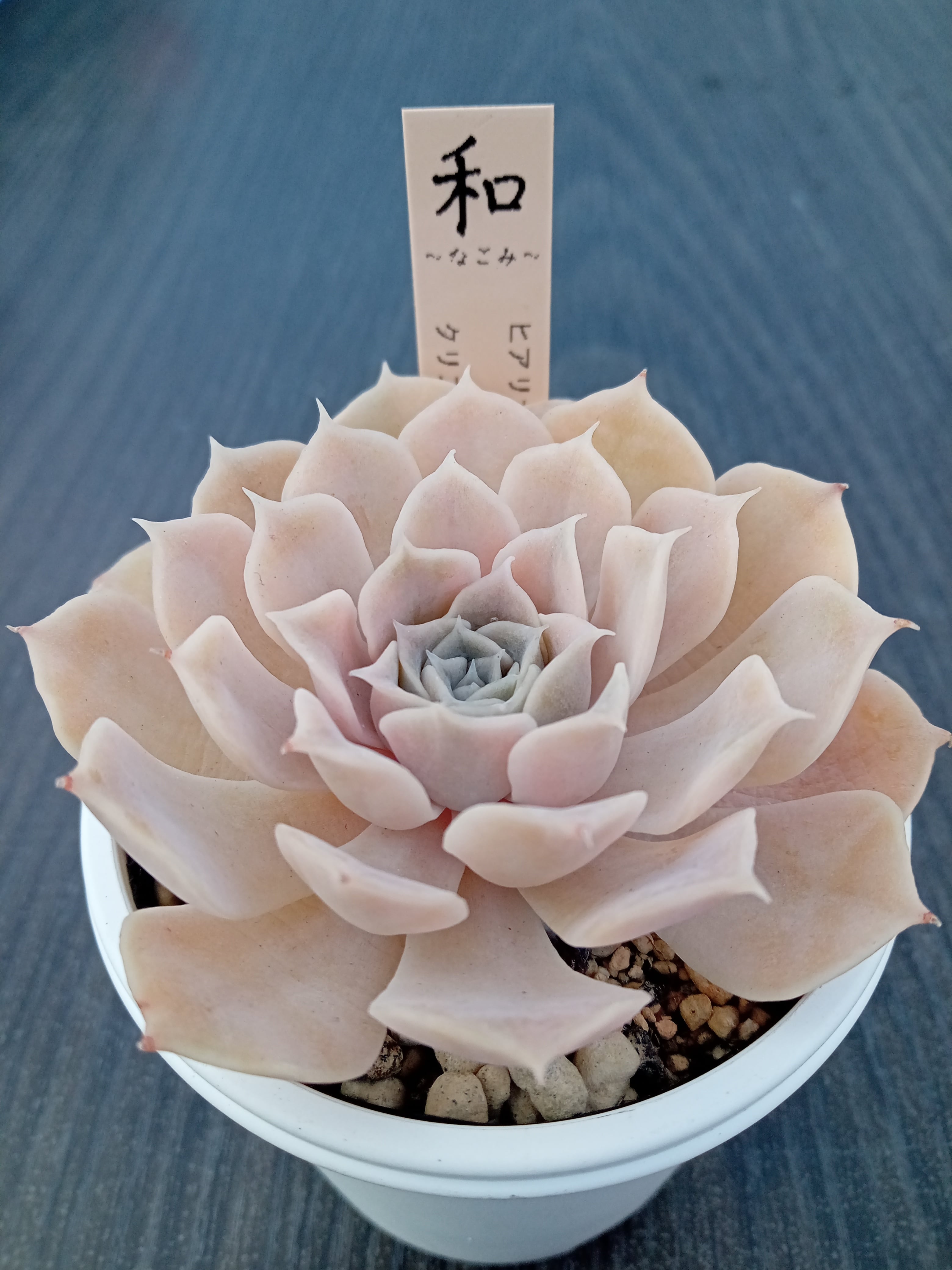 ハートチョイス☓ストリクチフローラノヴァ | 多肉植物 和〜なごみ〜