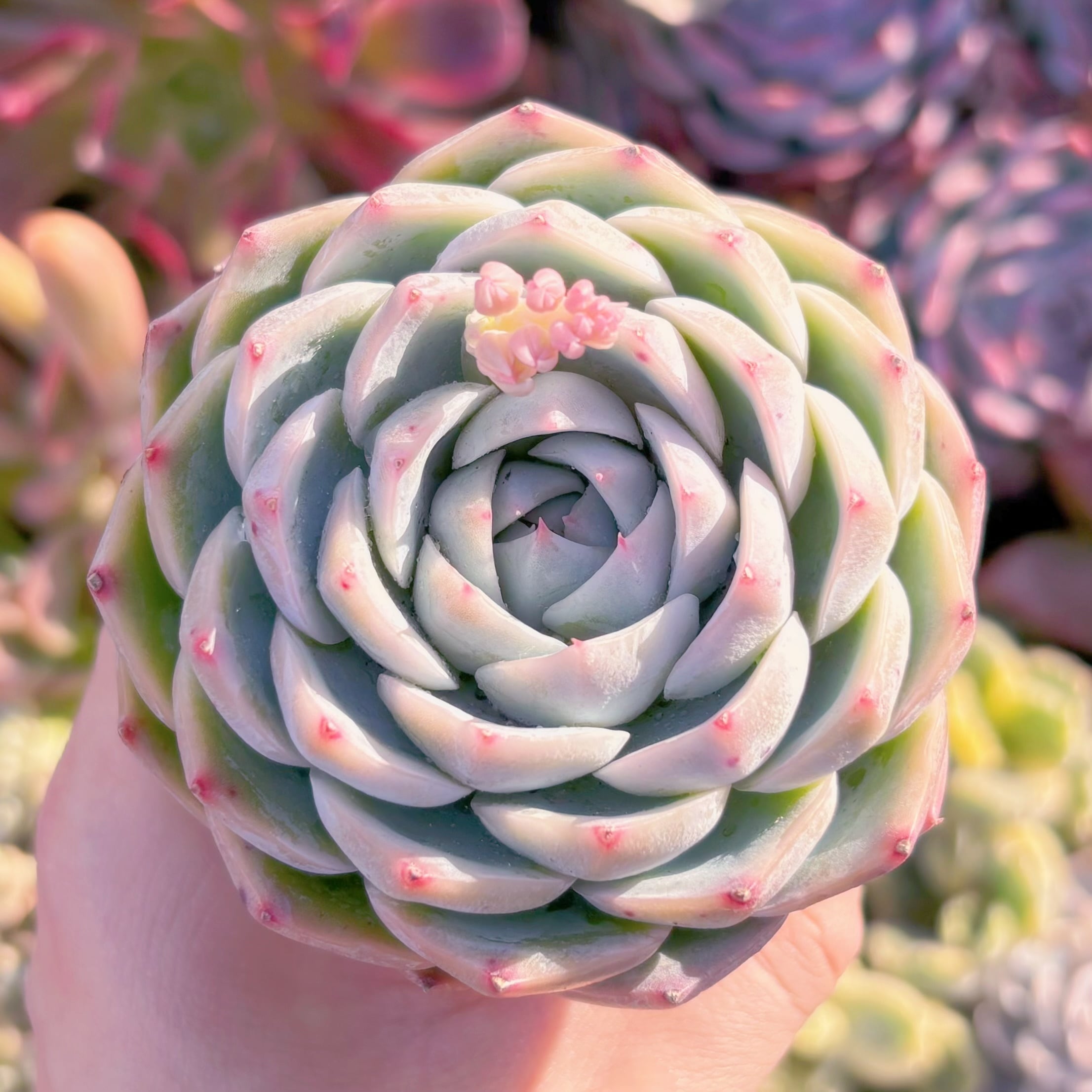 多肉植物　ピンククリスタル　新入荷　るる農園