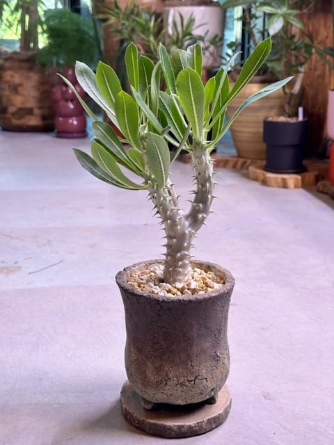 アデニウム ブラックゴジラ（希少・美株） アデニウム・ブラックゴジラ