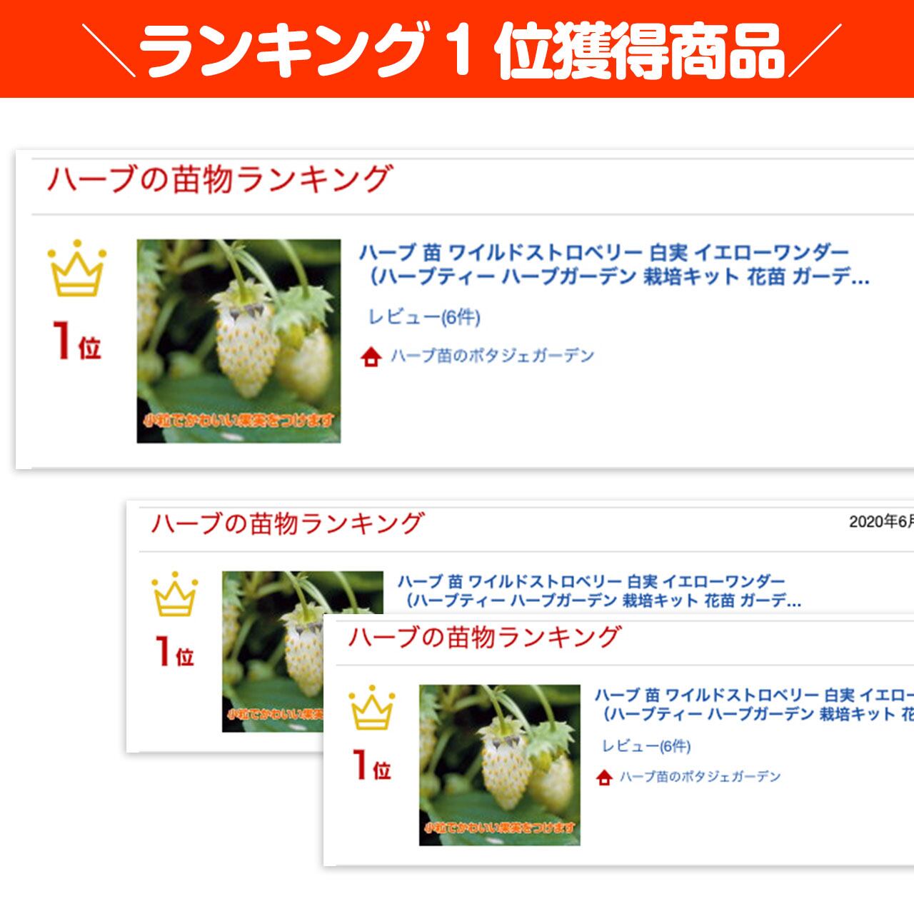 ハーブ 苗 ワイルドストロベリー 白実 イエローワンダー | ハーブ苗の