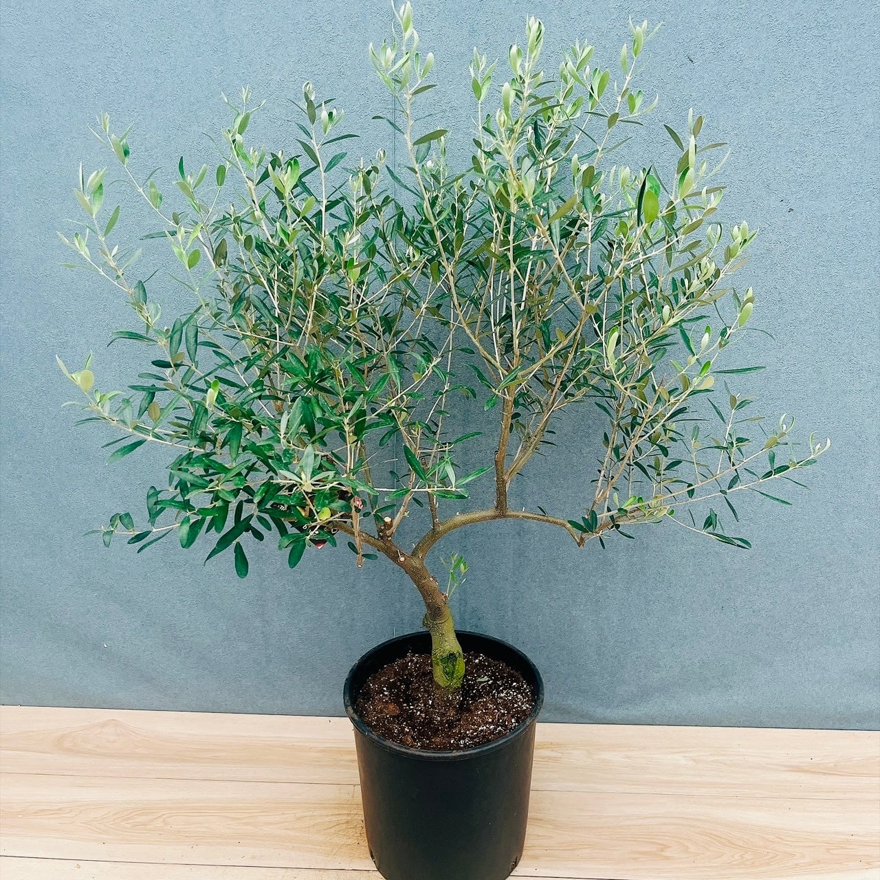 現品］87番 エスキナンサス ラディカンス 斑入り 5号 観葉植物 室内