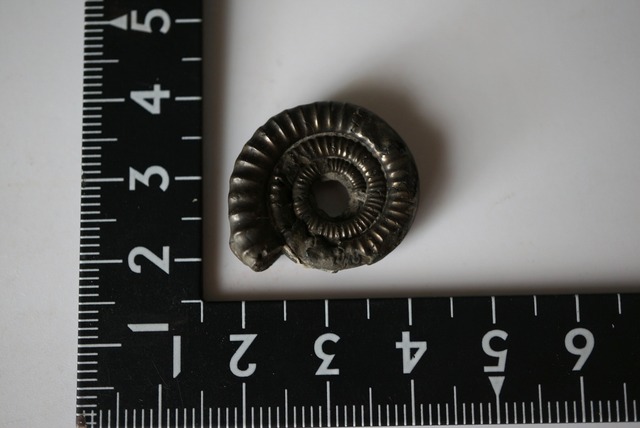 イギリス産黄鉄鉱化アンモナイト  Pyritized Ammonite 1518