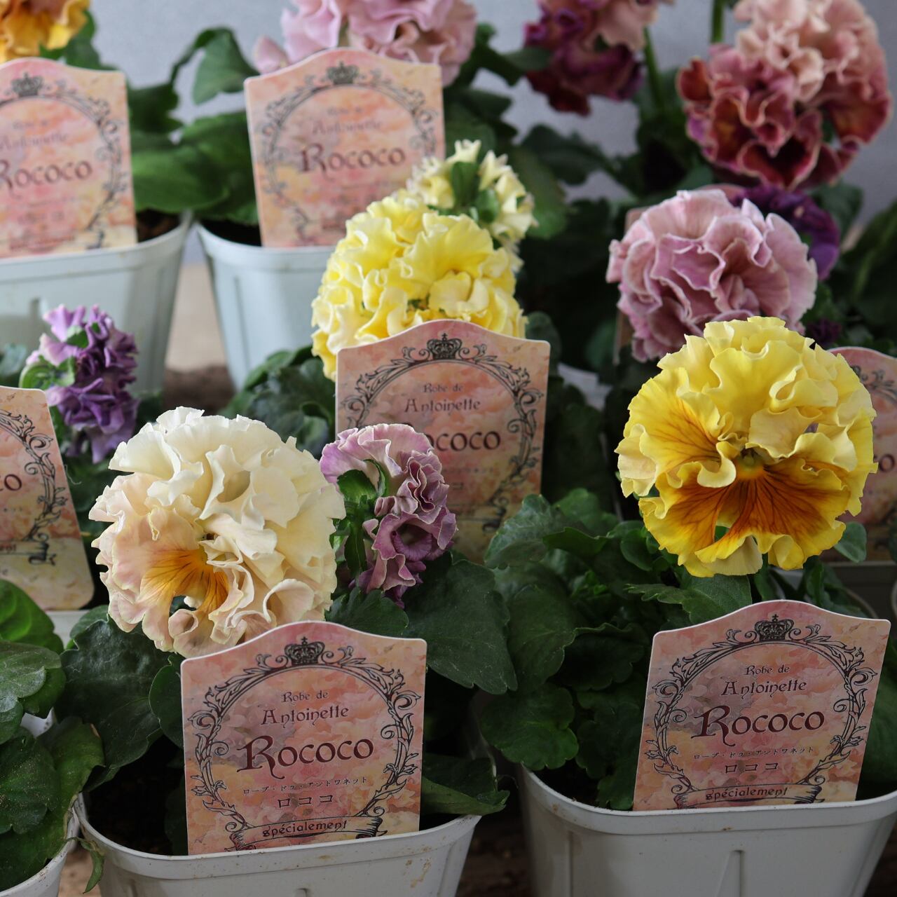 479 超希少！サトウ園芸さんの『ローブ ドゥ アントワネット 