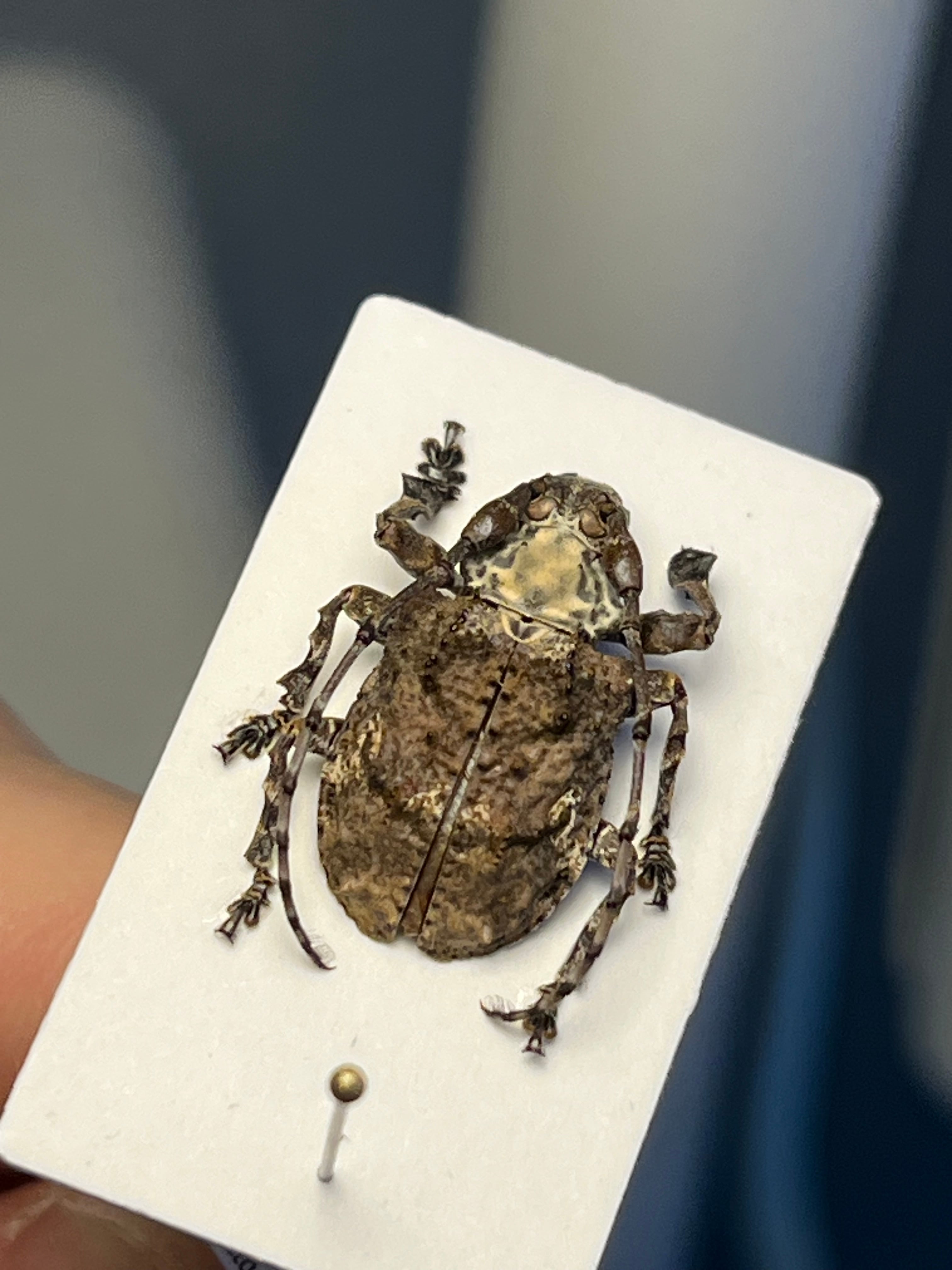 毒刺甲虫】サソリカミキリ 昆虫標本 Onychocerus scorpio ウスバ