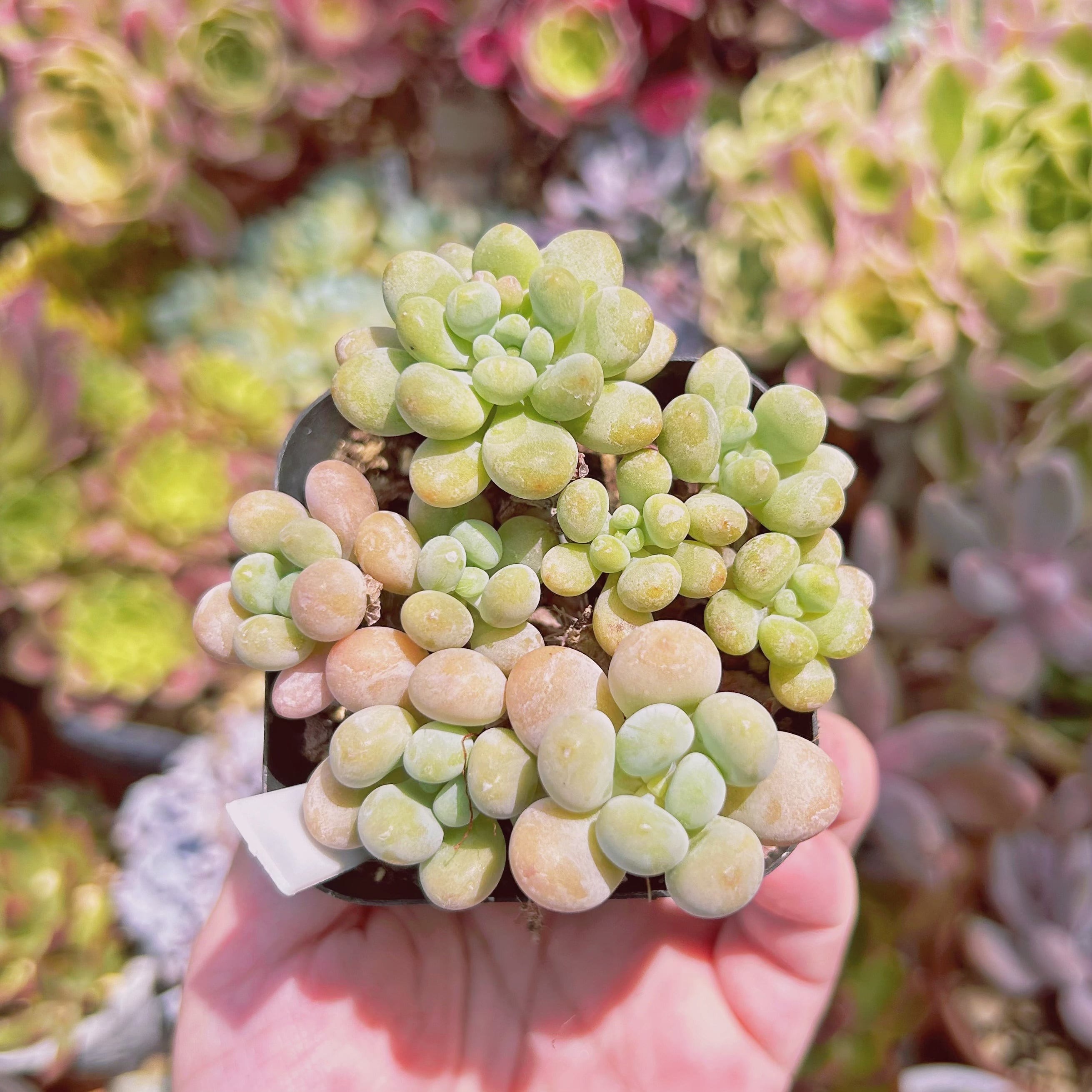560現物 多肉植物 キャビアxピンクパール 抜き苗 | るる農園~多肉植物専門