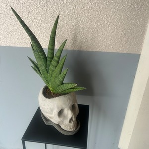 サンセベリア punks pot  鉢にカケあり