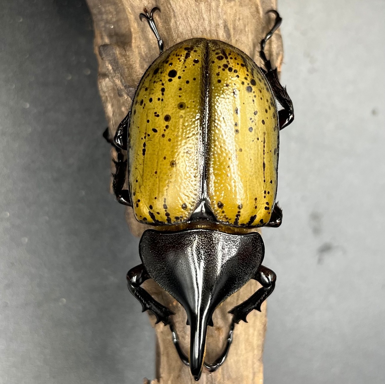 ヘラクレス レイディー 貴重野外品 （DHヘラクレス・レイディ♂単  