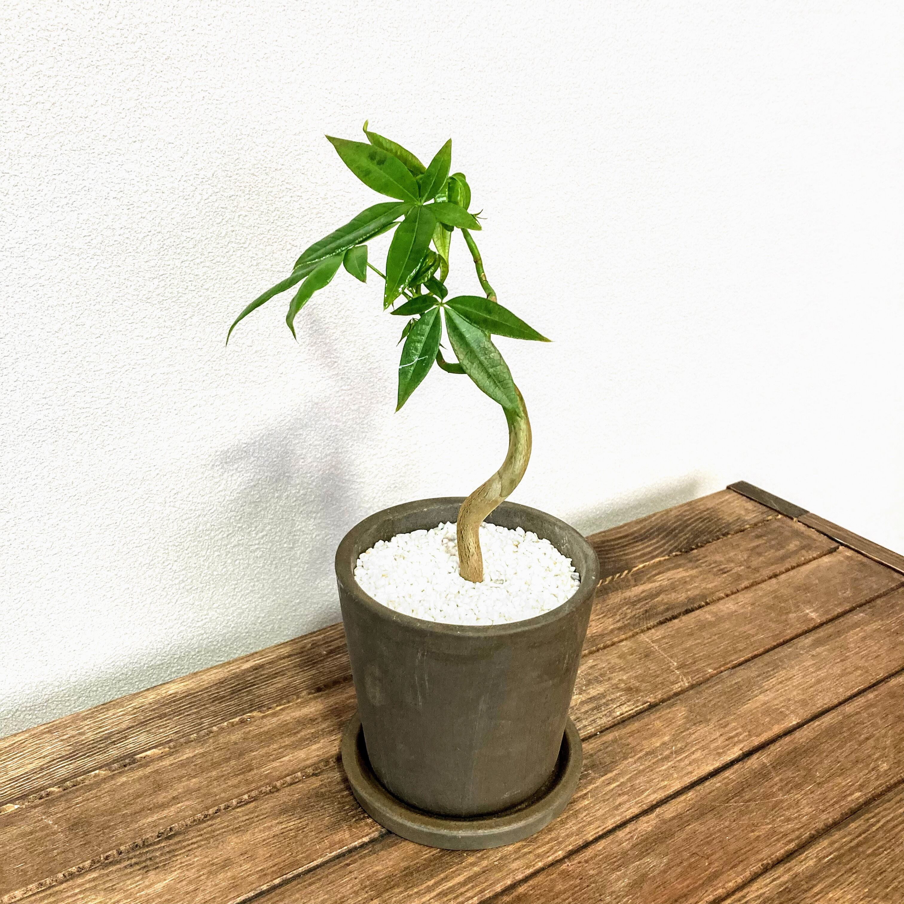 パキラ 実生 観葉植物 Plants Link