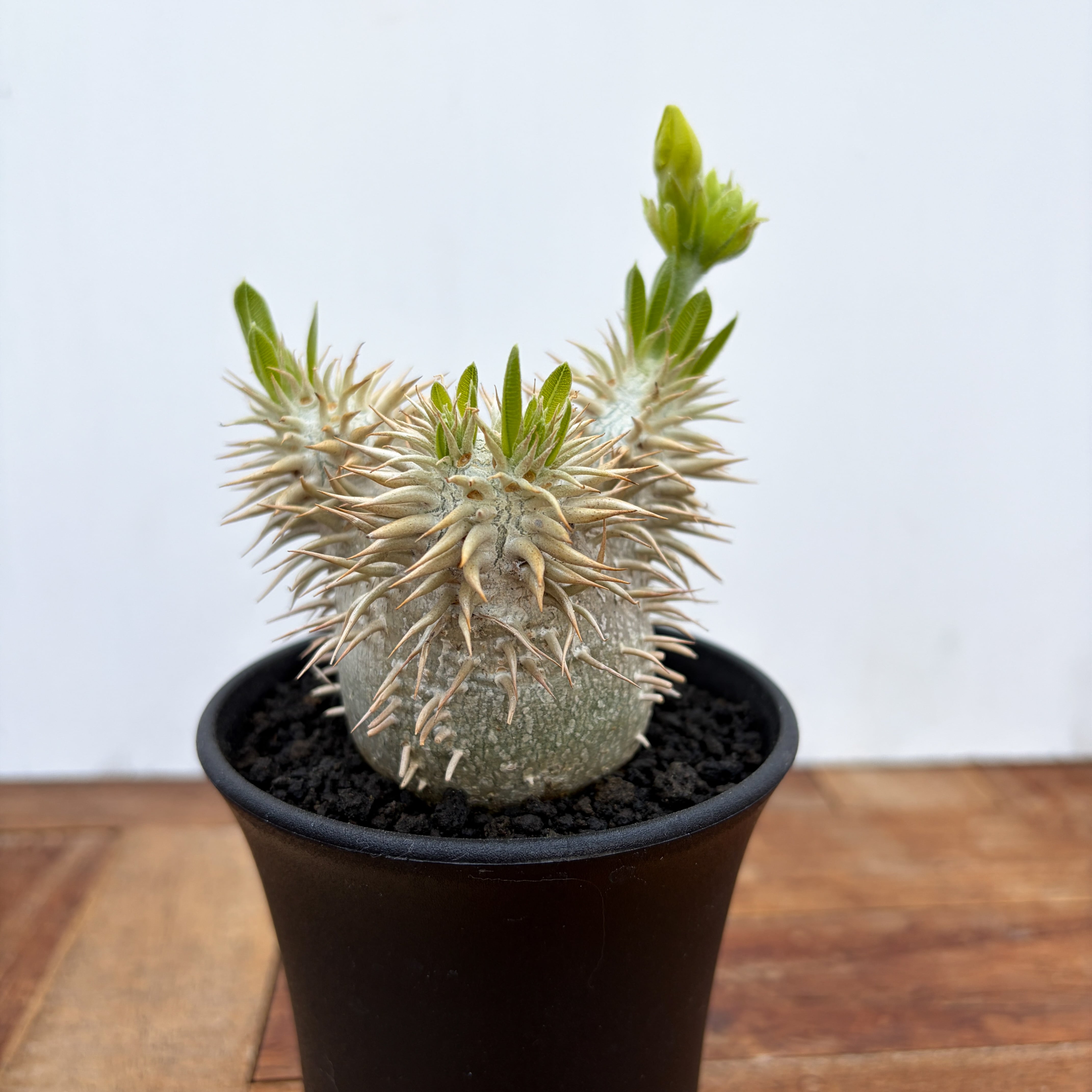 Pachypodium Lealii【パキポディウム・レアリー・実生】 | RIMO'S