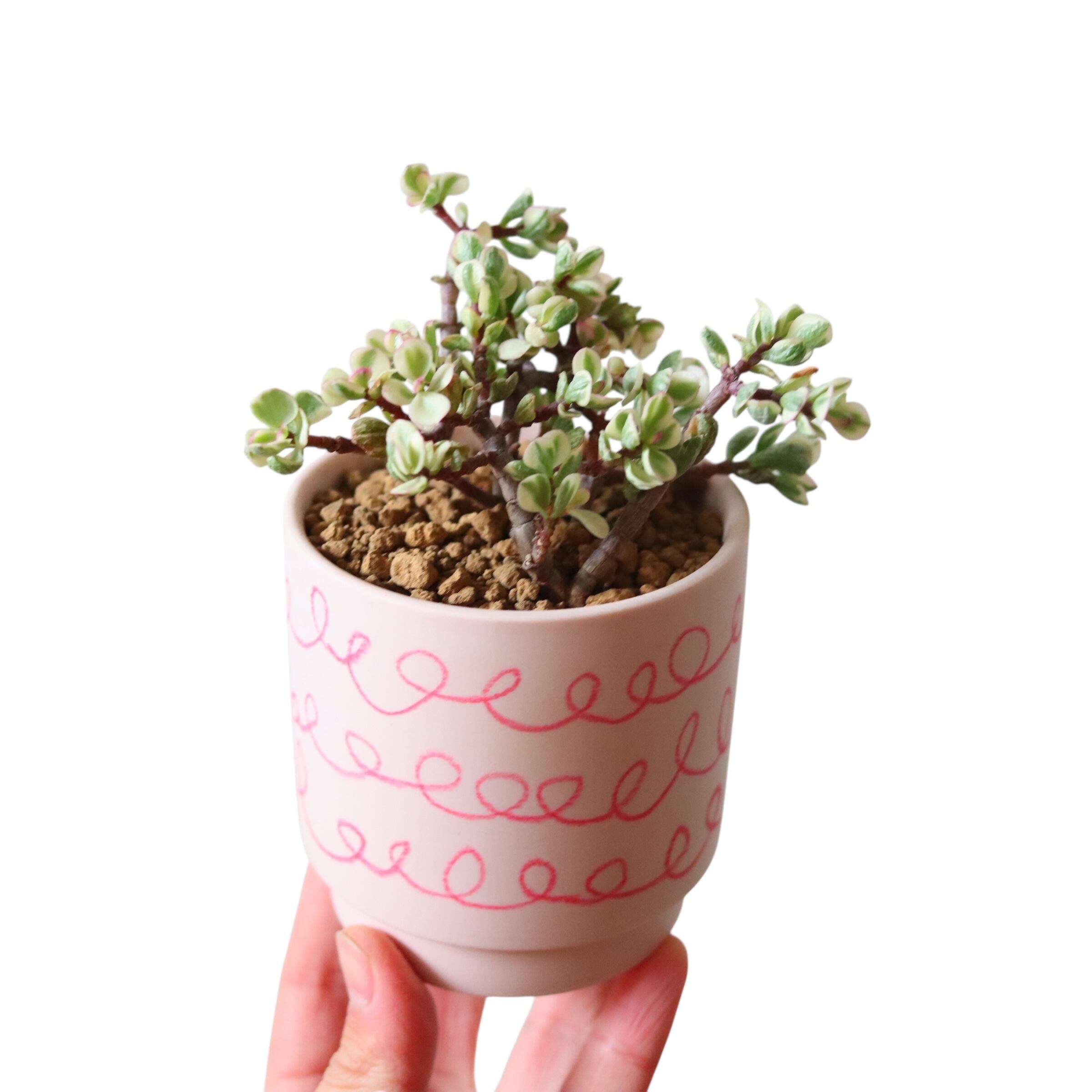 ポーチュラカリア 桃子の舞