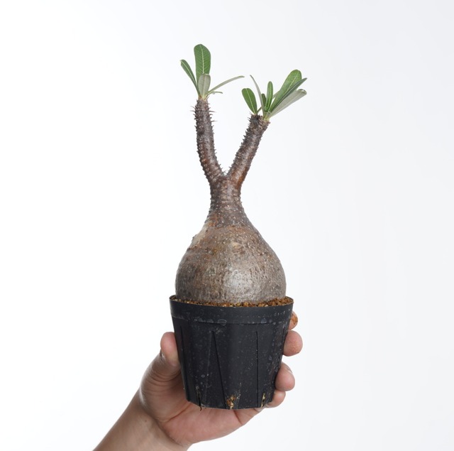 パキポディウム グラキリス no.13〈発根済み〉