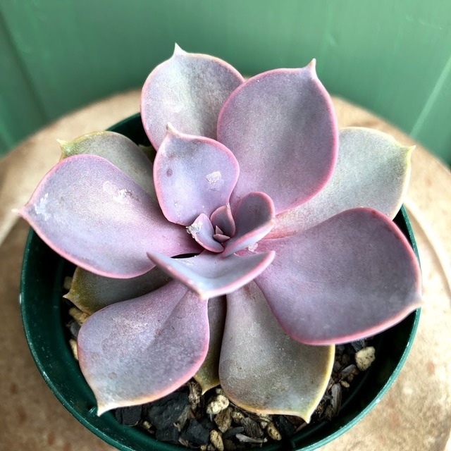 パープルパール Echeveria 'Purple Pearl'