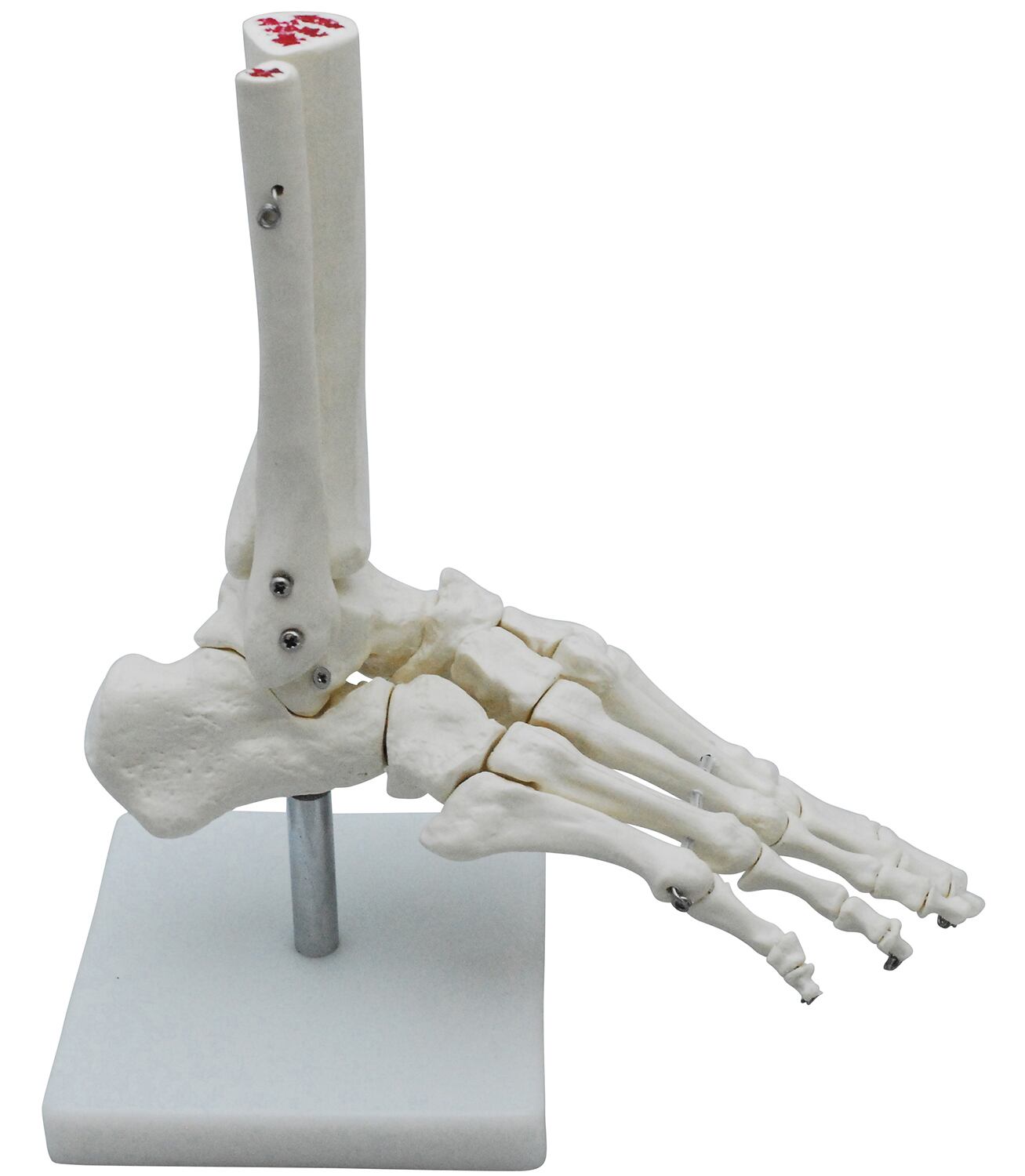 3B社 大腿骨模型 A35 1L 大腿骨モデル 人体模型