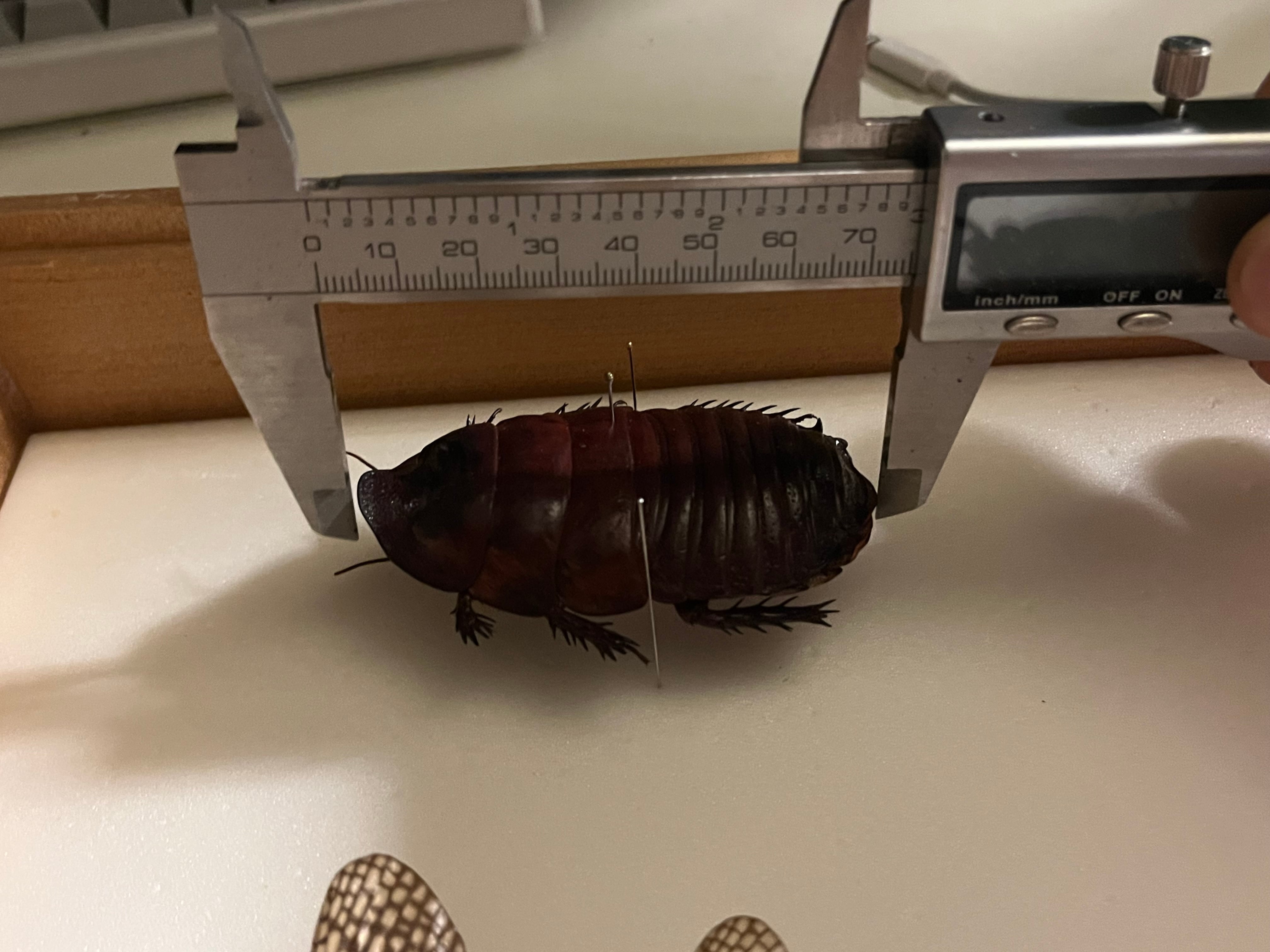 【74mm】ヨロイモグラゴキブリ Macropanesthia 昆虫標本 74mm】ヨロイモグラゴキブリ Macropanesthia rhinocerosタランチュラ