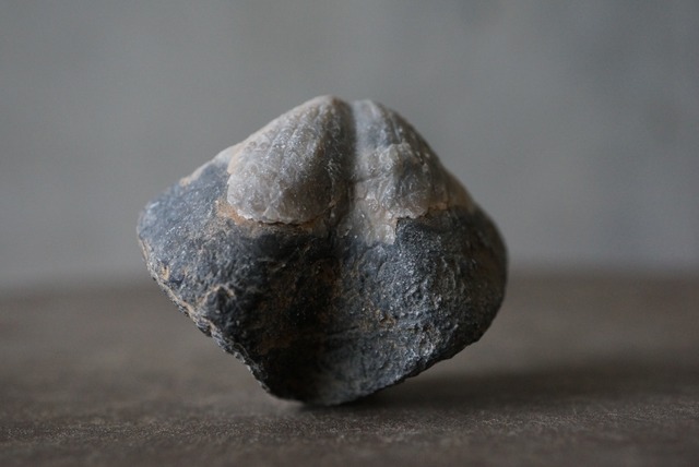 モロッコ産腕足類化石　Spinocyrtia elburzensis 1112