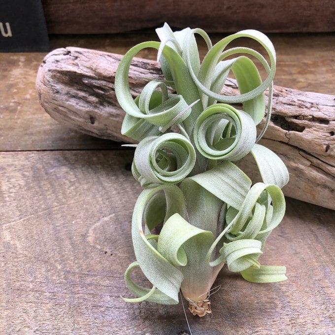 希少 交配種 カーリースリム チランドシア エアープランツ | 植物の店