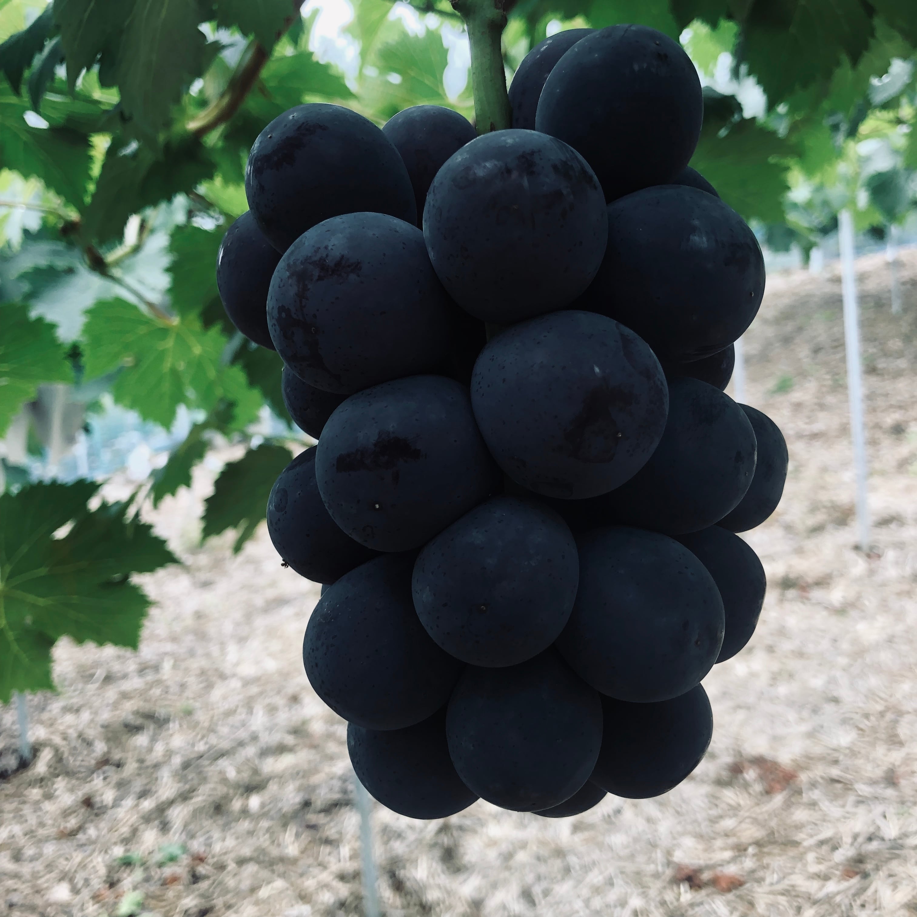 岡山県産オーロラブラック 2房 M109820745 - 果物ヴィンテージ 通販