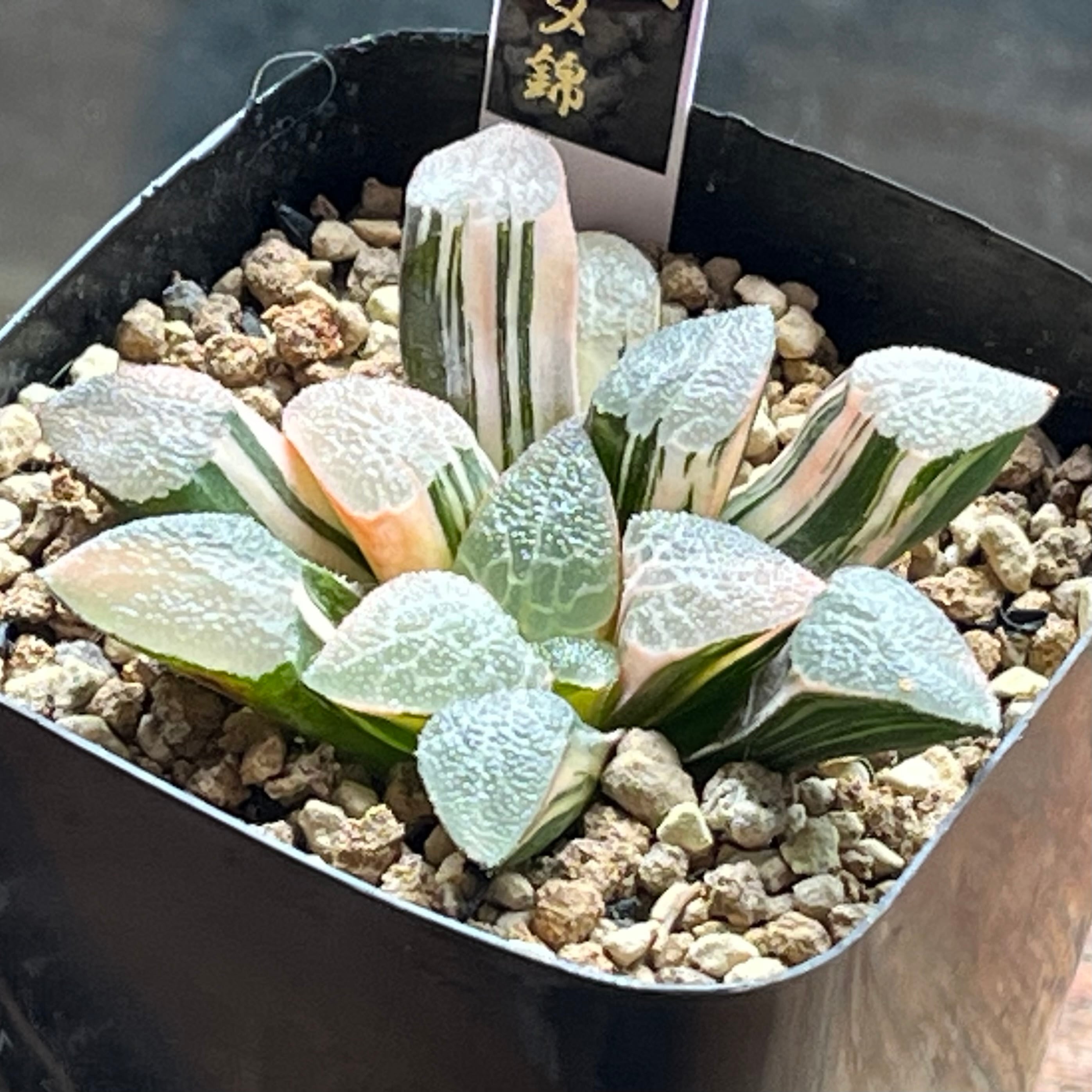 ハオルチア 万象錦 白妙 | mocono_plants