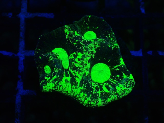 Goniastrea Frag 9"