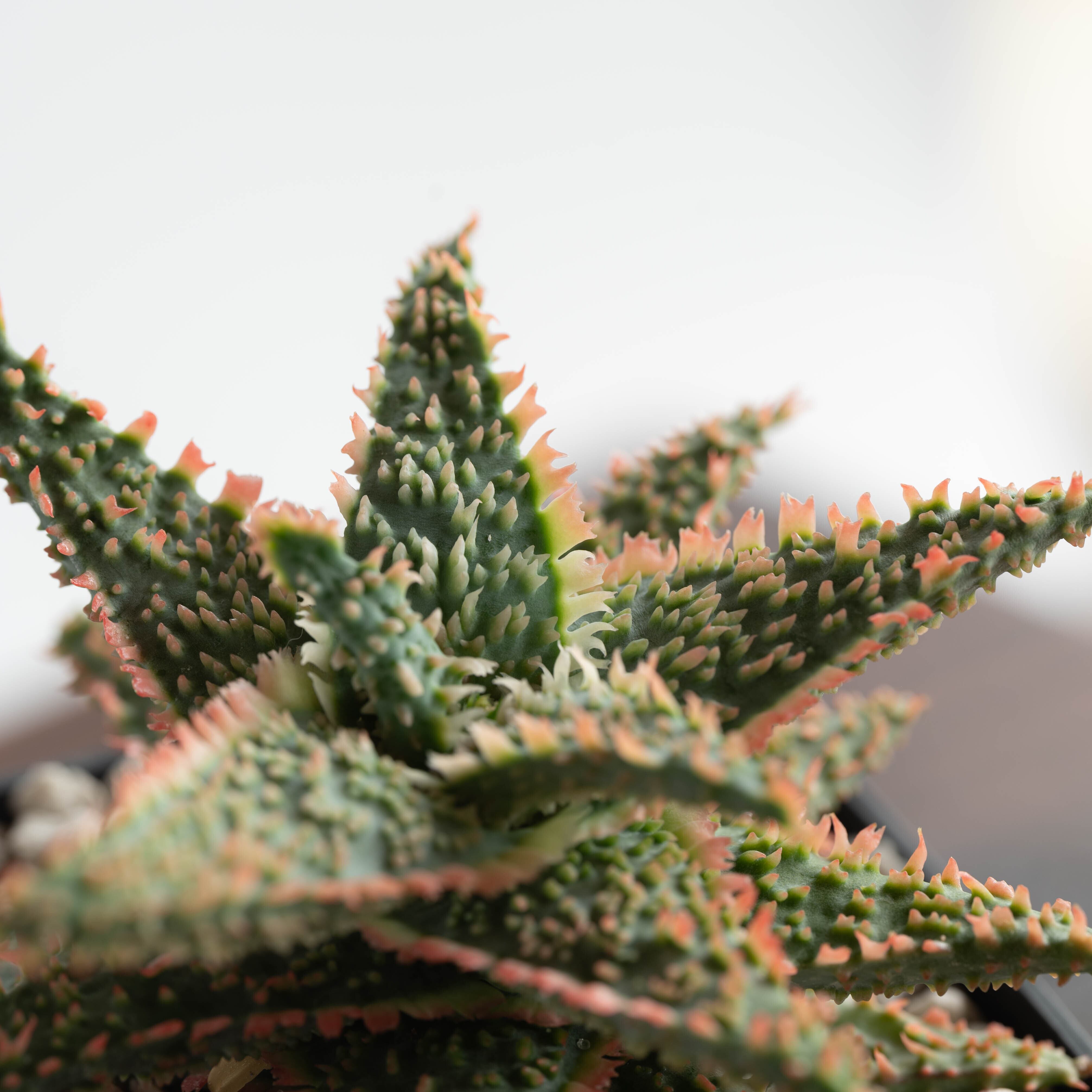 アロエ ハイブリッド -Aloe hybrid- No.10 | Agave Rocon