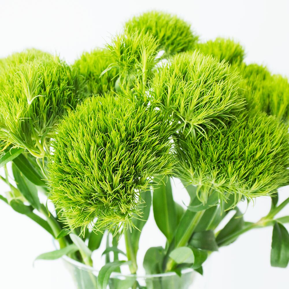 テマリソウ レディイングリーン 10本 送料込 よいはな Yoihana 最高品質のお花をお届けするネット通販 テマリソウ レディイングリーン 10本 送料込 よいはな Yoihana 最高品質のお花をお届けするネット通販