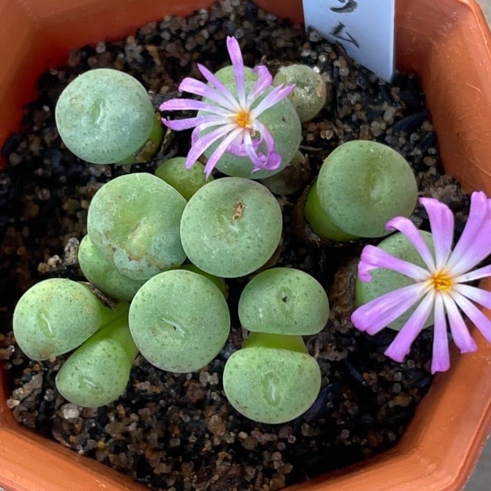 ミヌツム コノフィツム | RuPo 多肉植物専門店