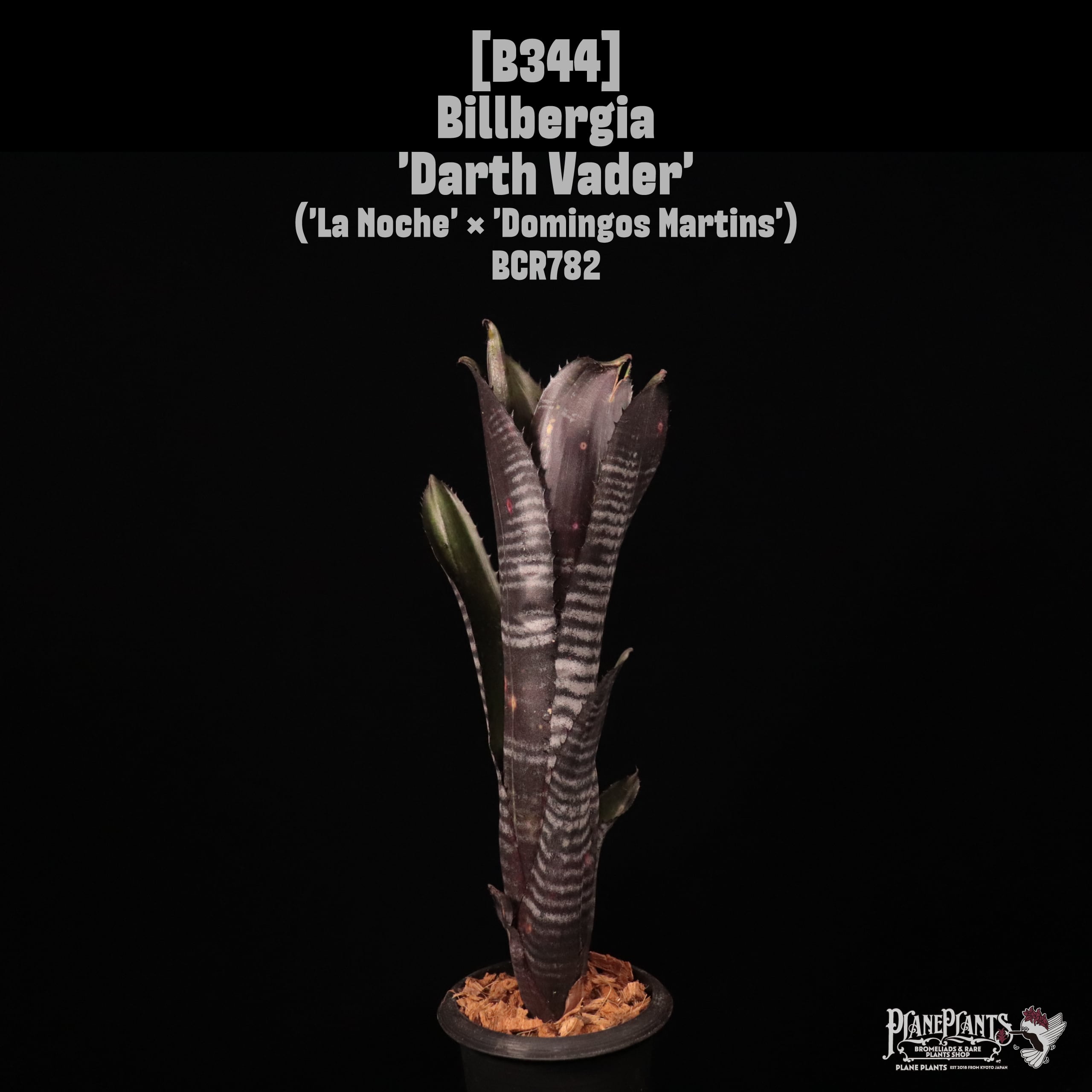 Billbergia 'Darth Vader'〔ビルベルギア〕B344