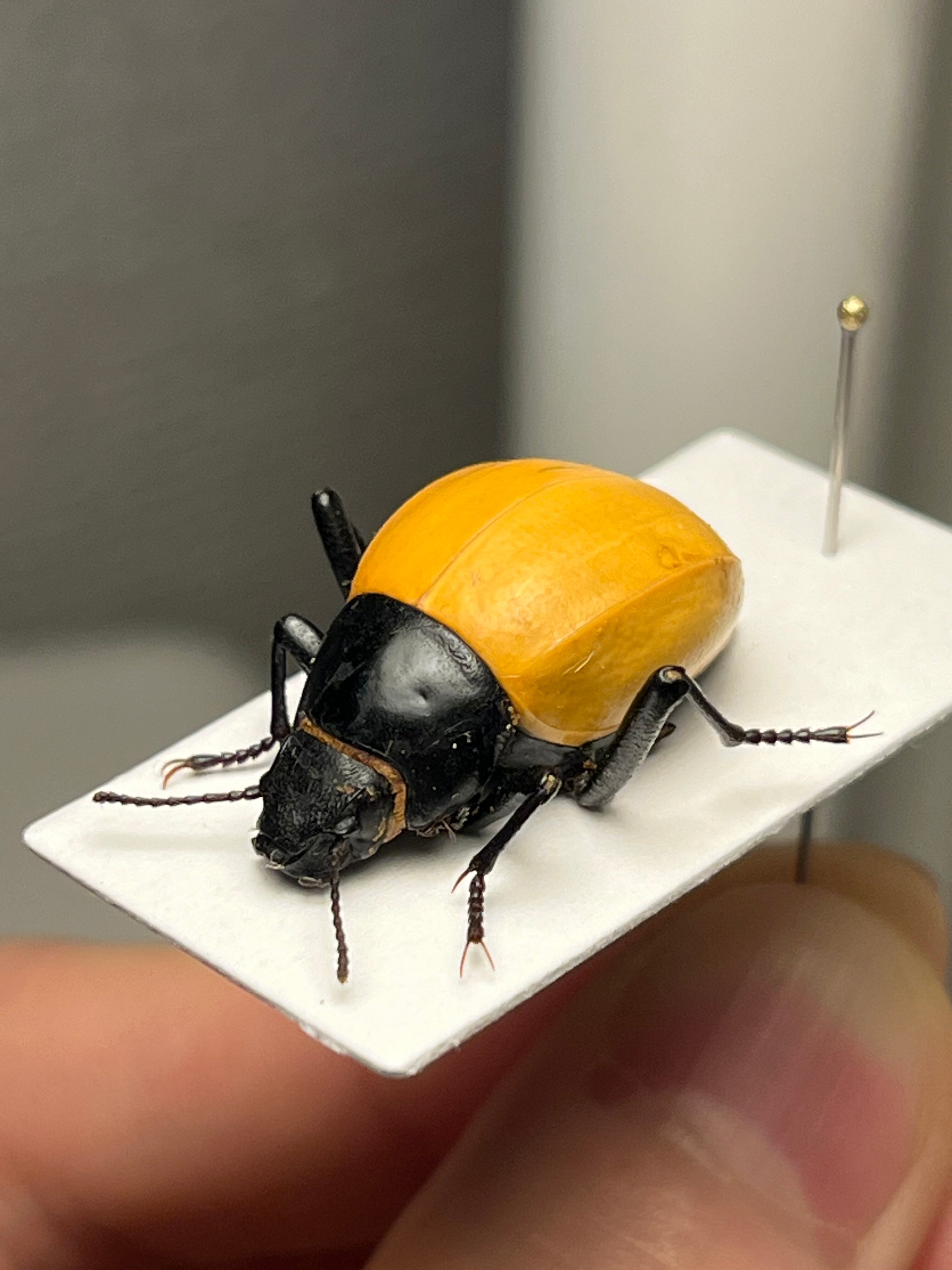 キリアツメゴミムシダマシ 橙 標本 キリアツメゴミムシダマシ