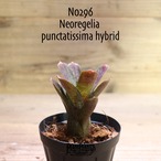 【送料無料】Neoregelia  punctatissima hybrid〔ネオレゲリア〕現品発送N0296