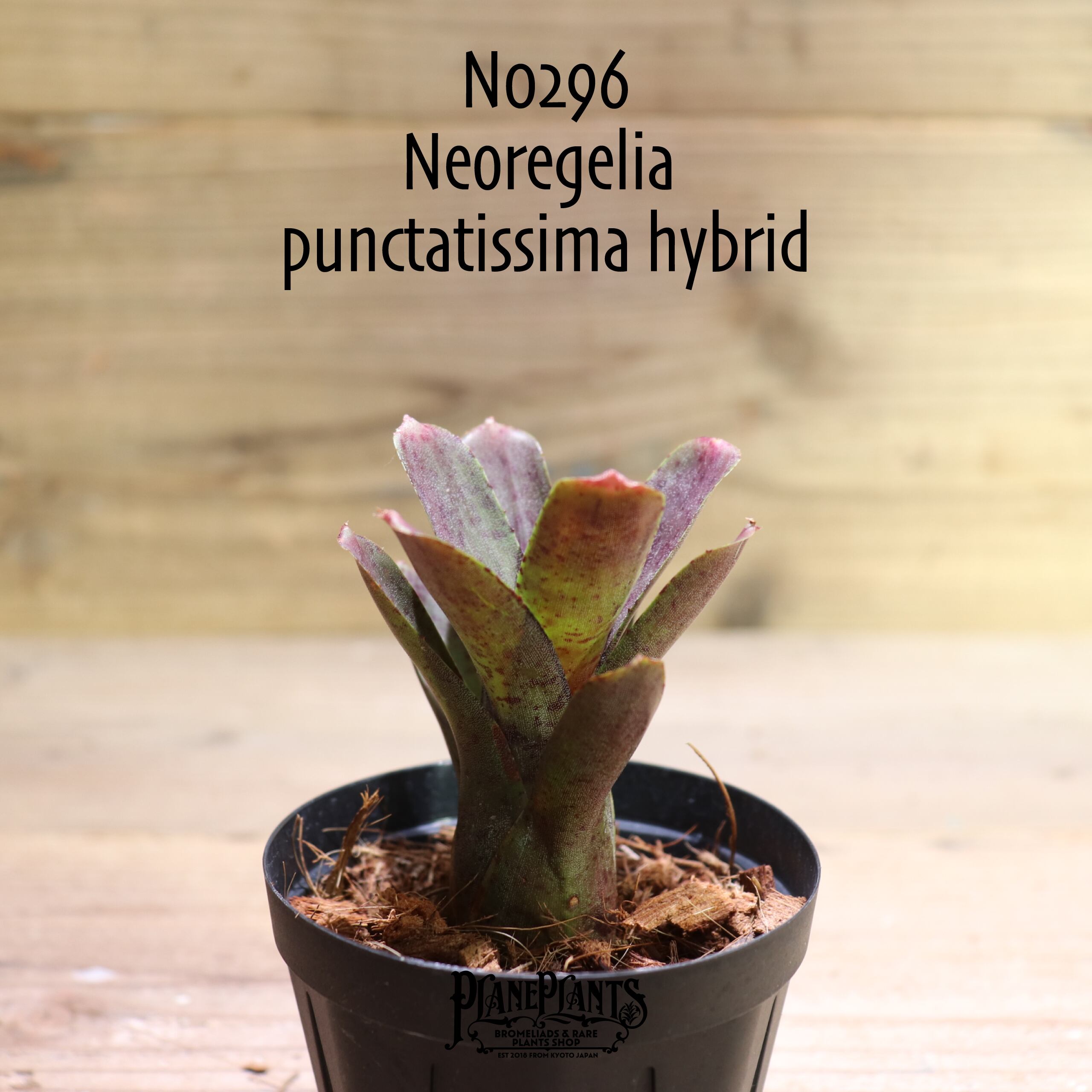 【送料無料】Neoregelia punctatissima hybrid〔ネオレゲリア〕現品発送N0296
