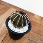 Uebelmannia pectinifera【ユーベルマニア・ペクチニフェラ・実生】