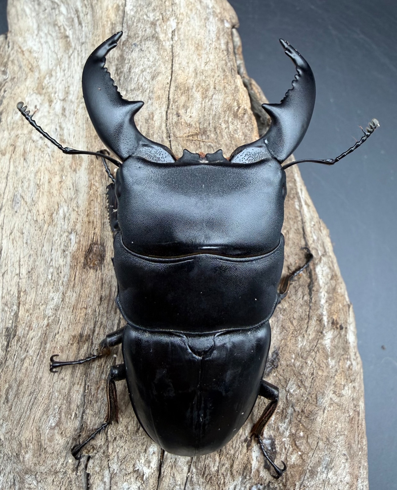 【WD】《スマトラオオヒラタ パダン産 83mm ペア》