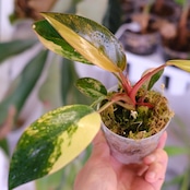 フィロデンドロン・レッドコンゴ④│Philodendron Red Congo